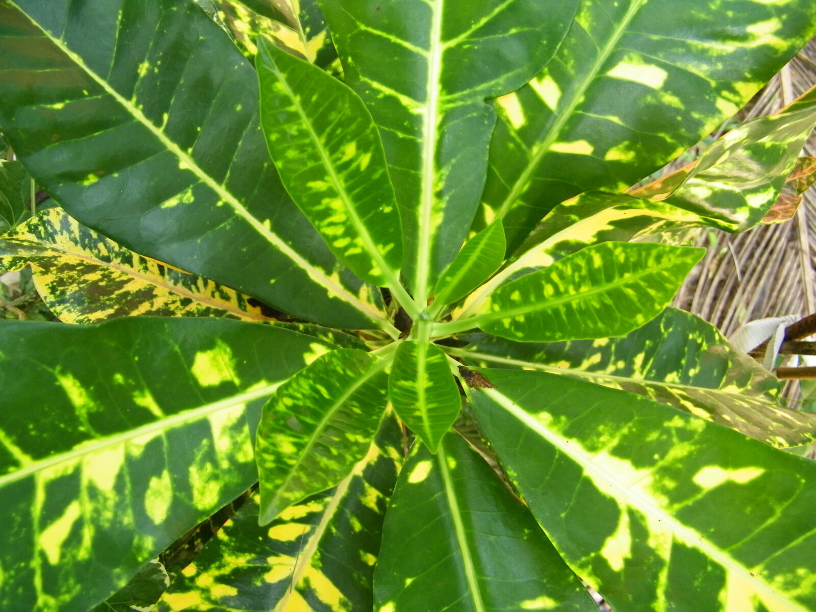 Kodak EASYSHARE Z1015 IS DIGITAL CAMERA sample photo. Green, leaf, texture photography
