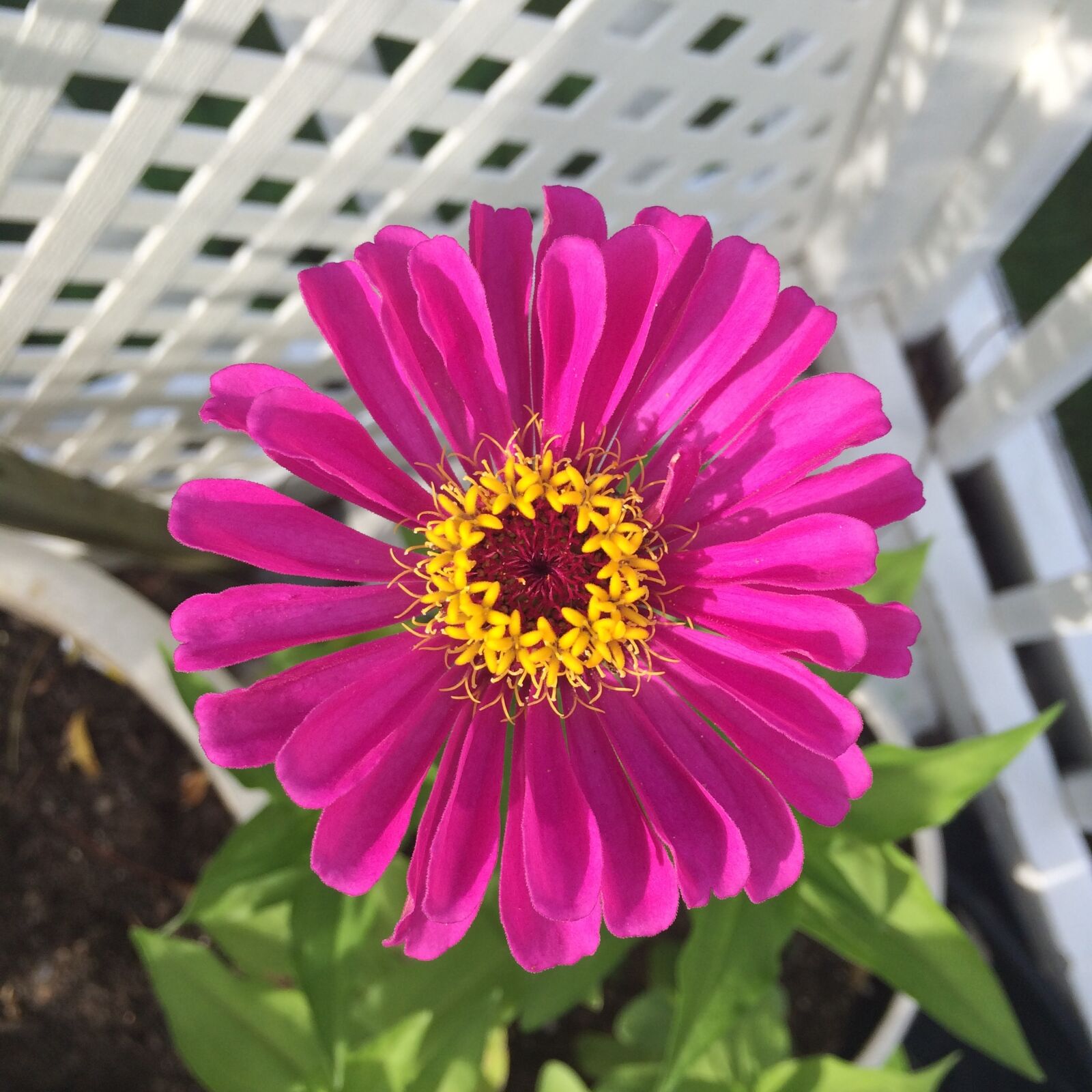 iPhone 5s back camera 4.15mm f/2.2 sample photo. Chysanthemum, circle, floral, flower photography