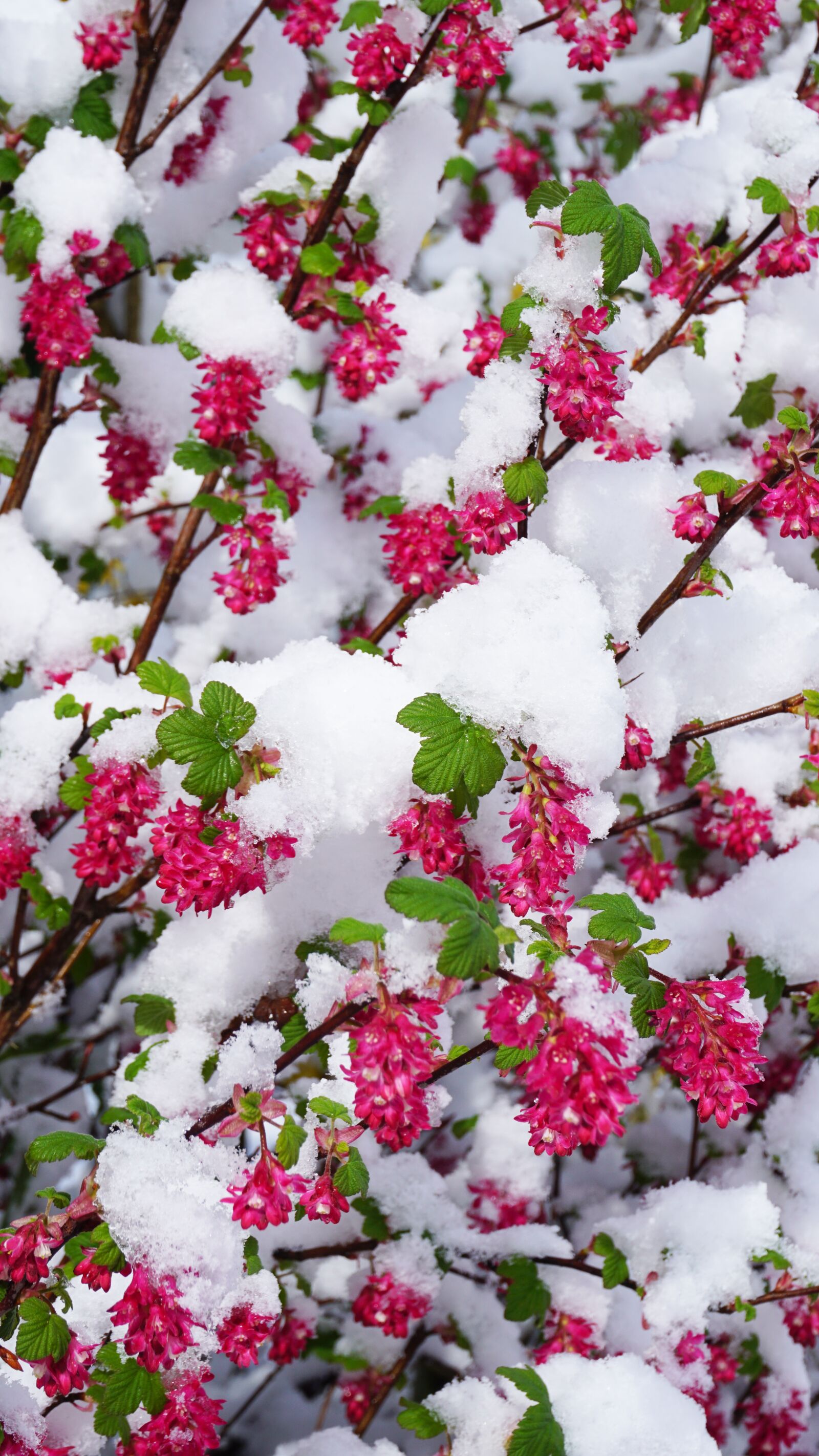 Sony a6000 sample photo. Winter, spring, flowers photography