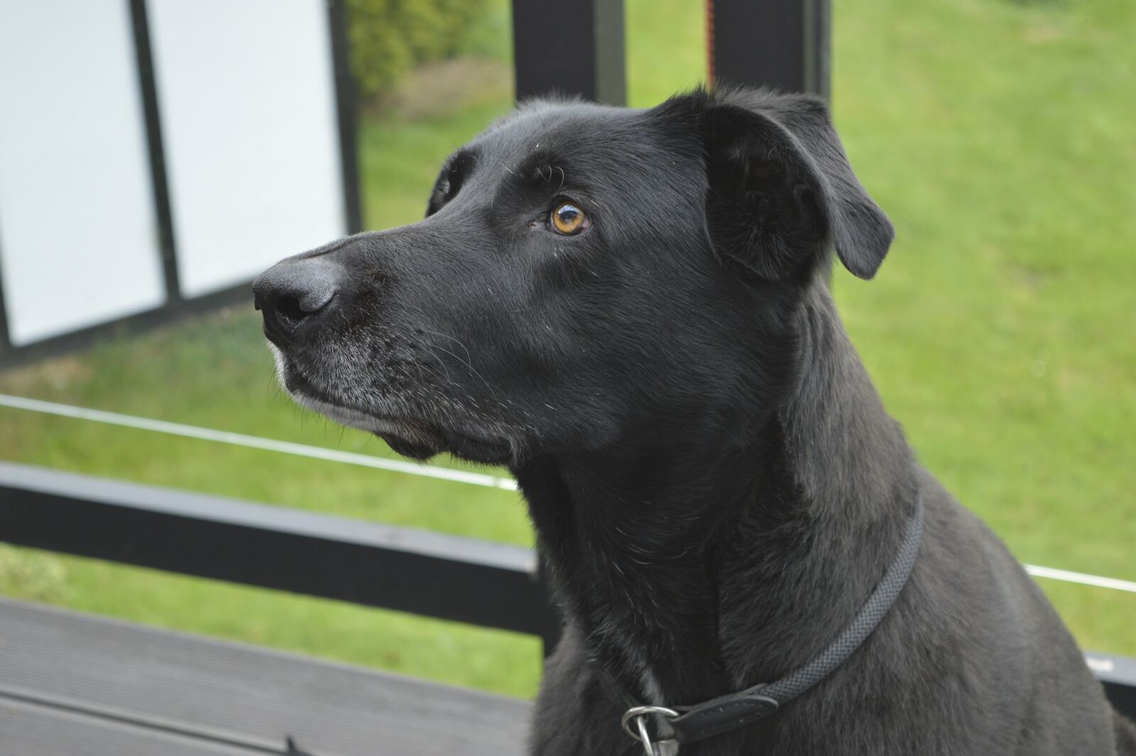 Nikon D3200 sample photo. Dog, hybrid, black photography