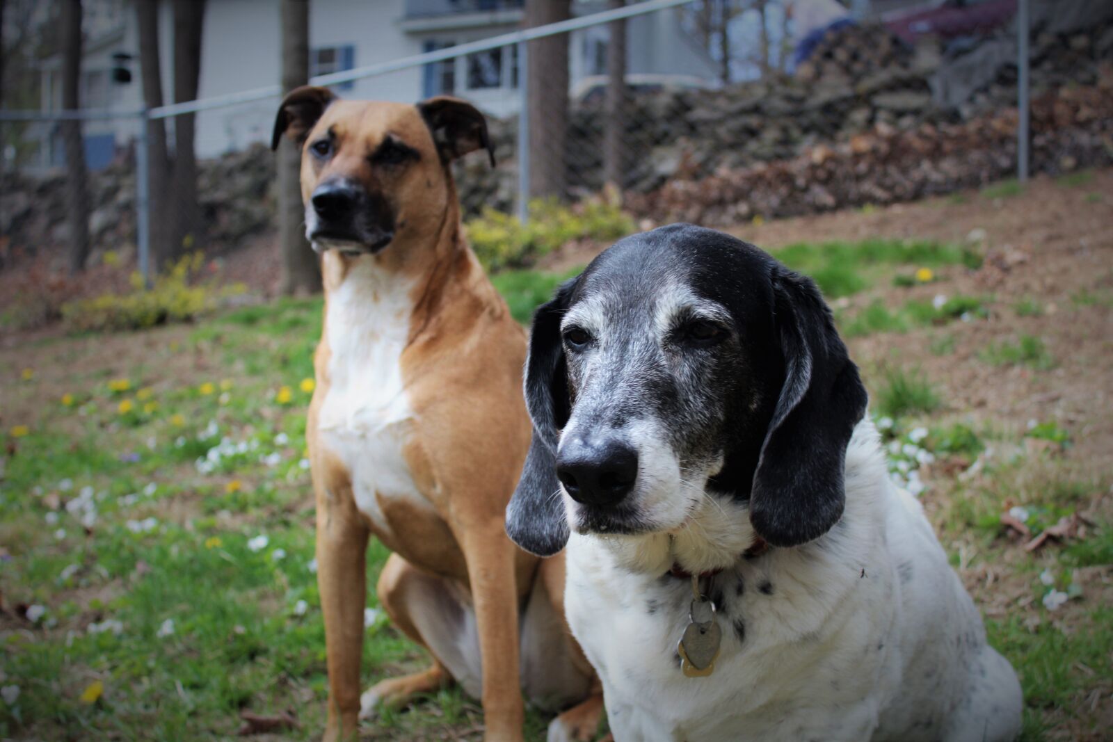 Canon EOS 1200D (EOS Rebel T5 / EOS Kiss X70 / EOS Hi) sample photo. Dogs, friends, friendship, rescue photography