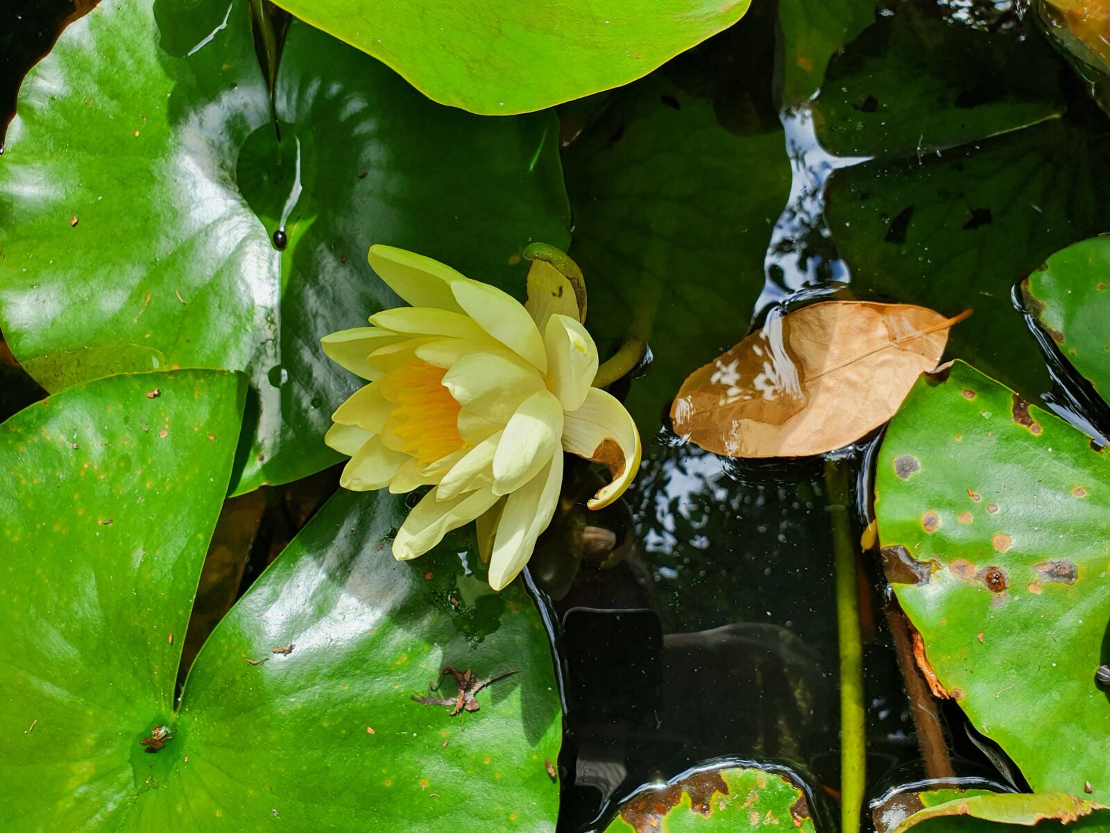 Samsung Galaxy S10 sample photo. Pond, water lily, water photography