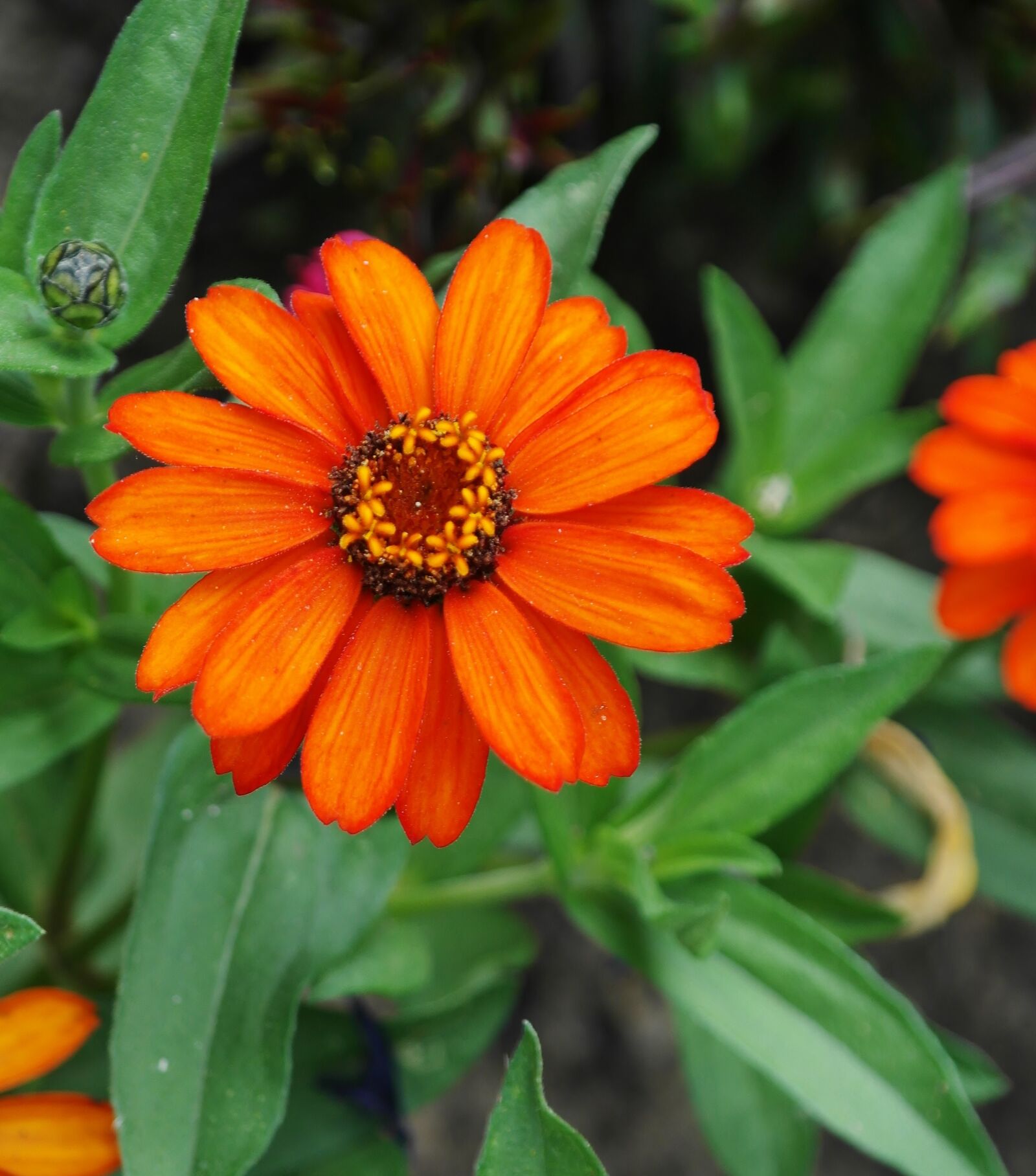 Samsung NX20 sample photo. Flower, orange, summer photography