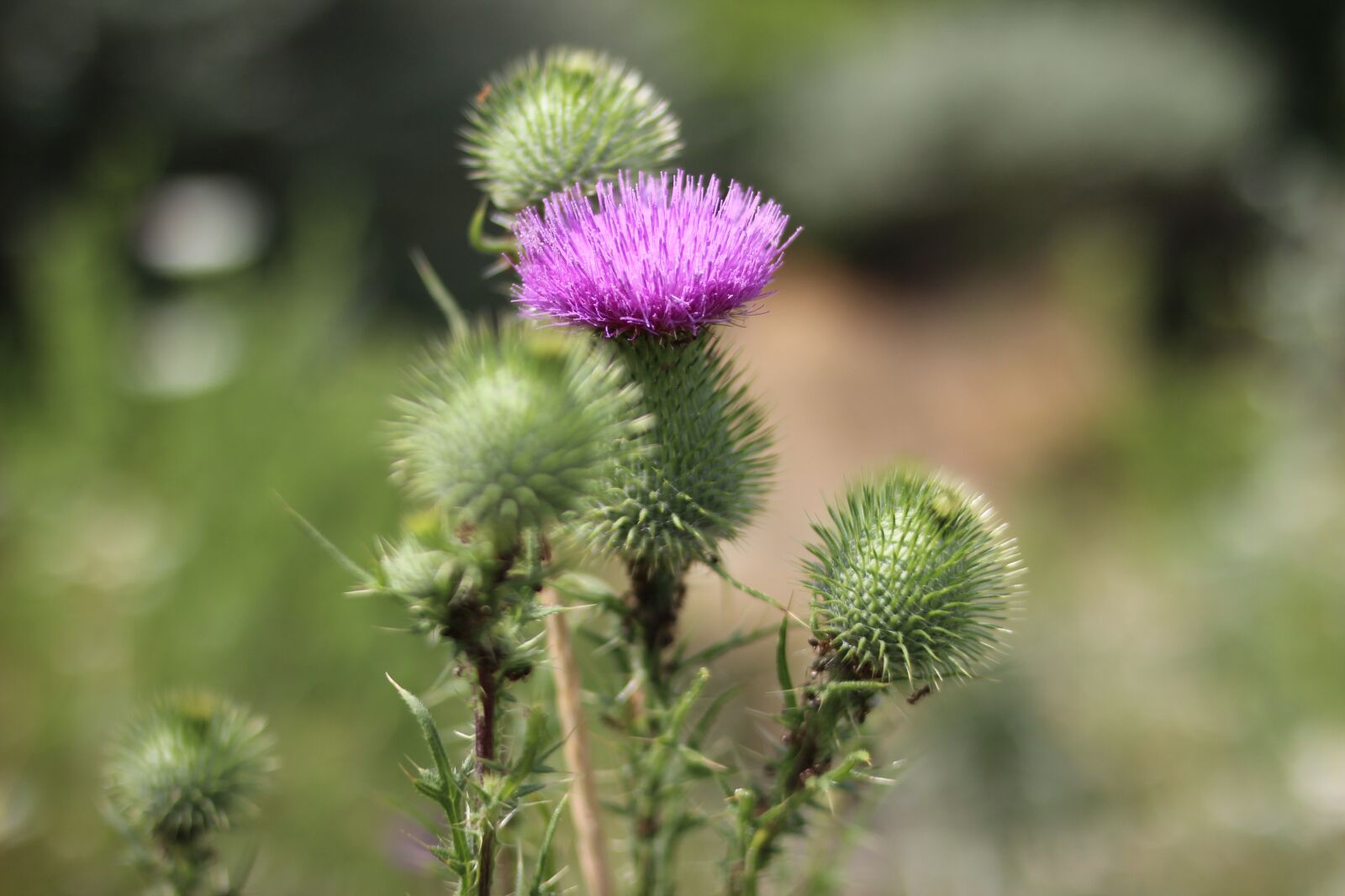 Canon EOS 600D (Rebel EOS T3i / EOS Kiss X5) sample photo. Bur, burdock, flora photography