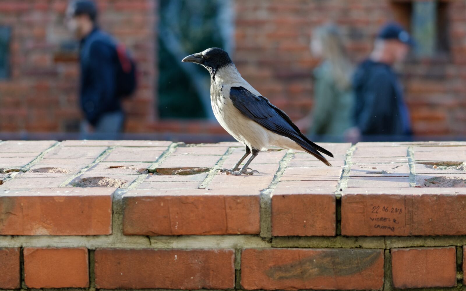 Nikon D5100 sample photo. Crow, bird, plumage photography