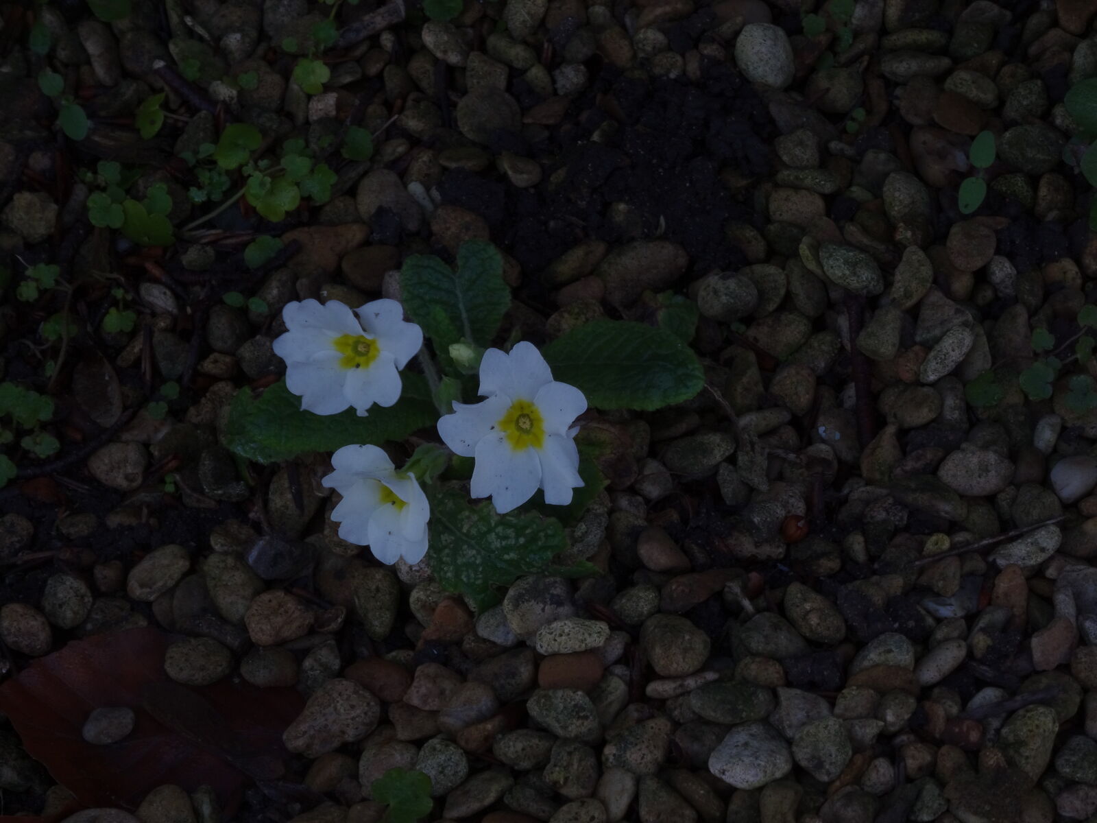 Sony DSC-HX50 sample photo