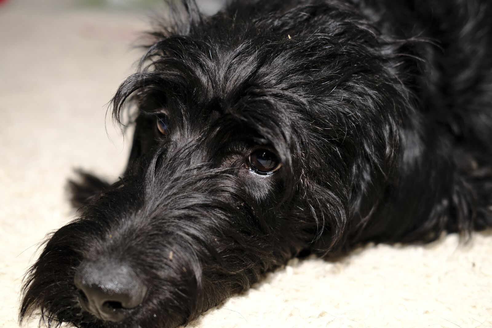 Fujifilm X-T2 + Fujifilm XF 35mm F2 R WR sample photo. Dog, animal, pet photography