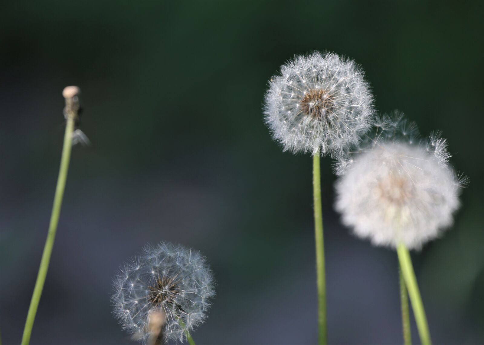 Canon EOS 6D + Canon EF 70-200mm F4L IS USM sample photo. Dandelion, taraxacum officinale, fluffy photography