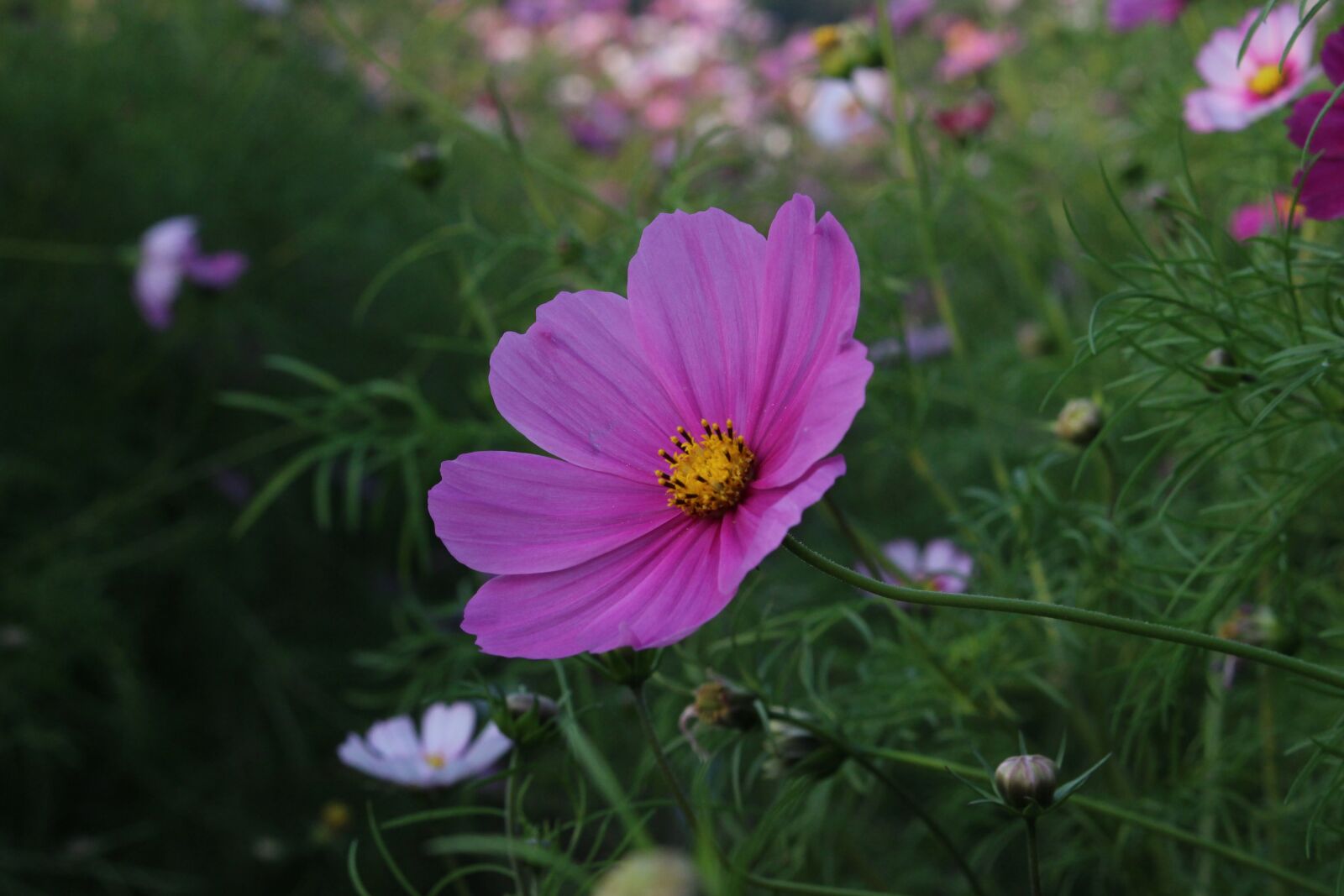 Canon EOS 100D (EOS Rebel SL1 / EOS Kiss X7) sample photo. Gesanghua, flowers, views photography