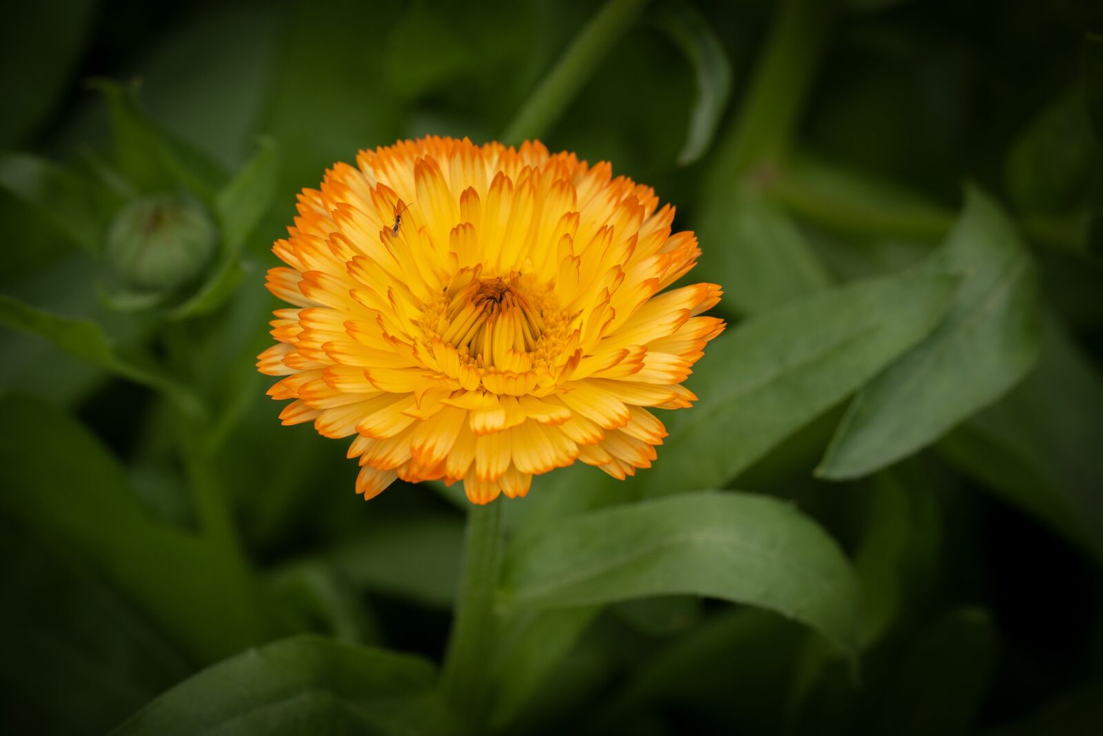Nikon D750 sample photo. Flower, blossom, bloom photography