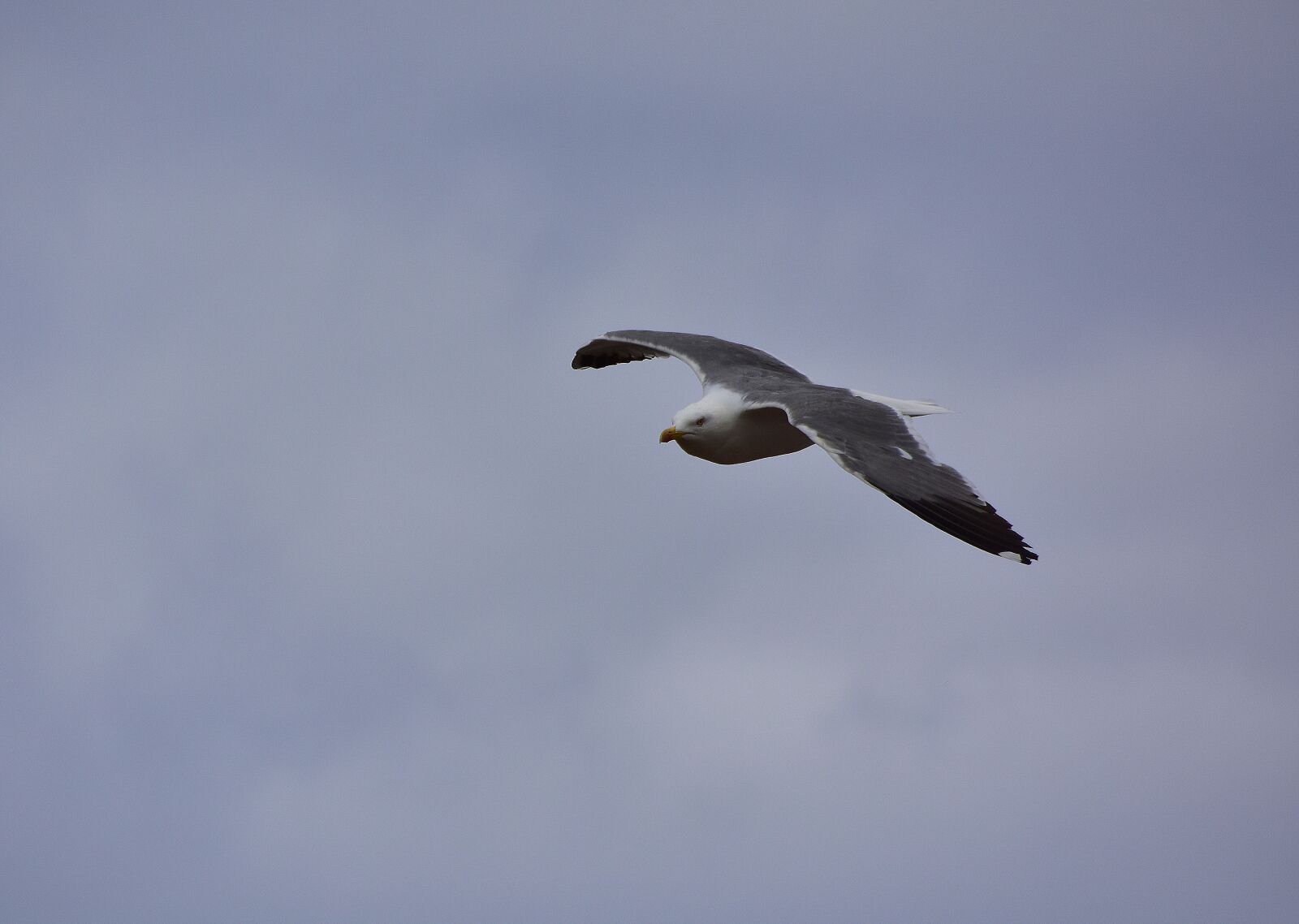 Nikon D7200 sample photo. Birds, seagull, sky photography