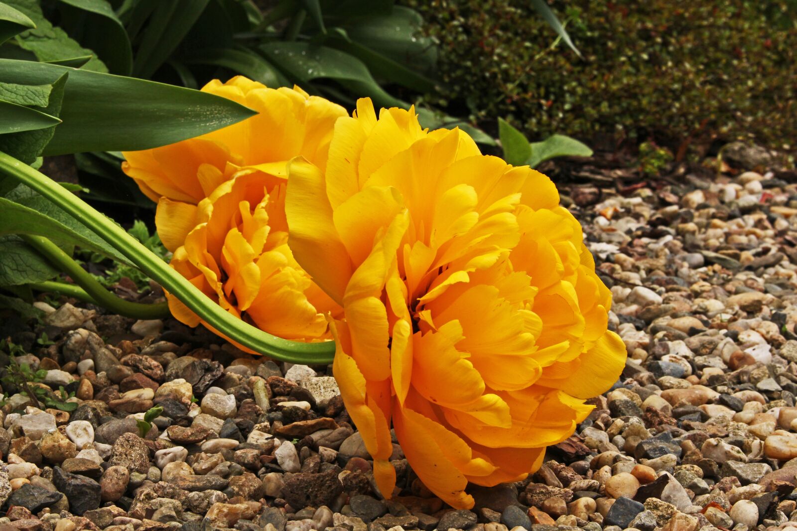 Canon EOS 700D (EOS Rebel T5i / EOS Kiss X7i) sample photo. Yellow tumor, rose tulip photography