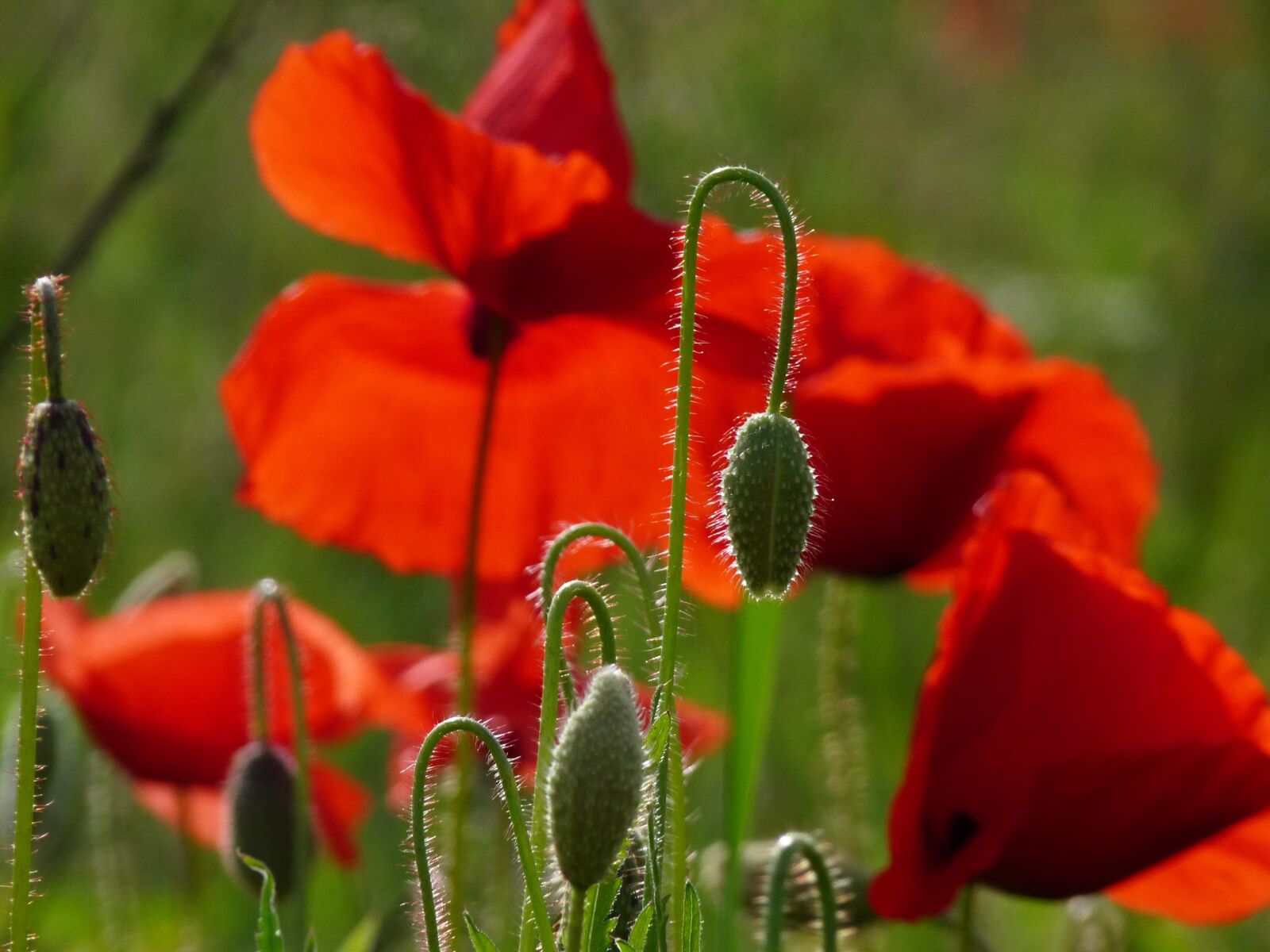 Panasonic Lumix DMC-FZ28 sample photo. Poppies, red, blossom photography