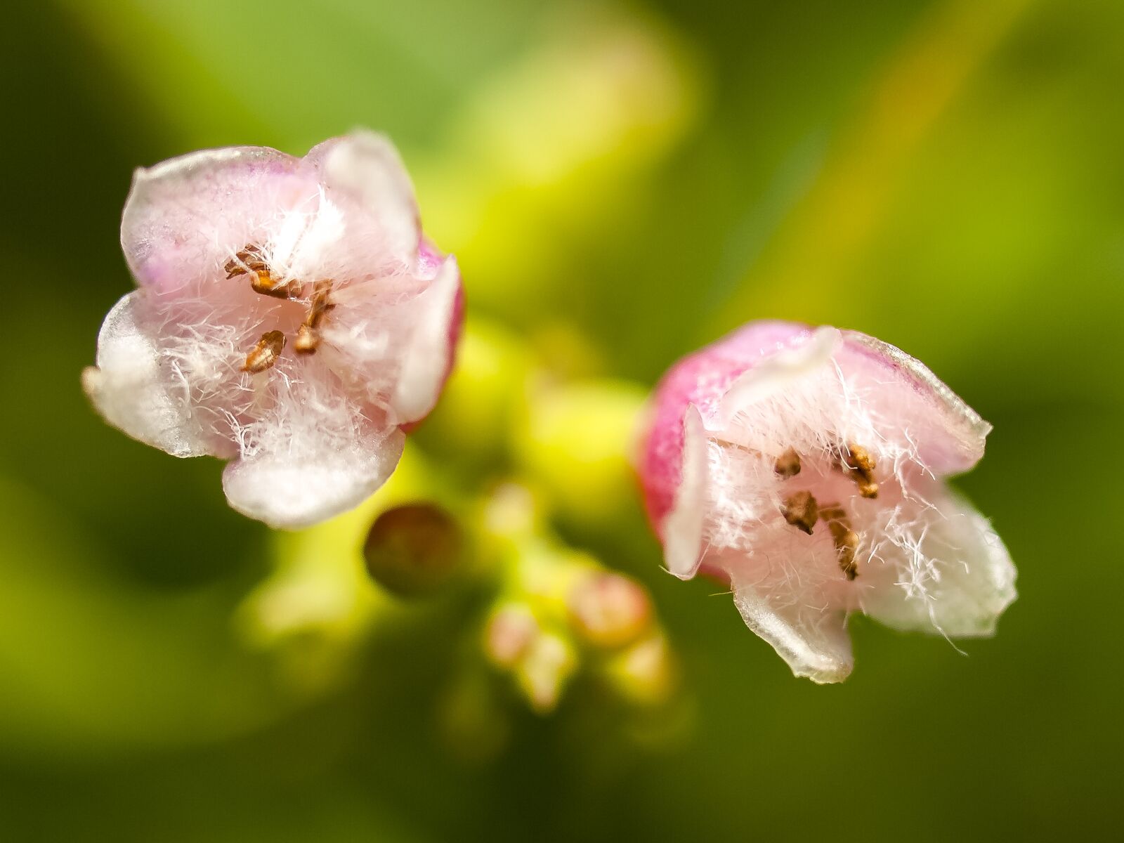 Olympus E-3 sample photo. Blossom, bloom, flower photography