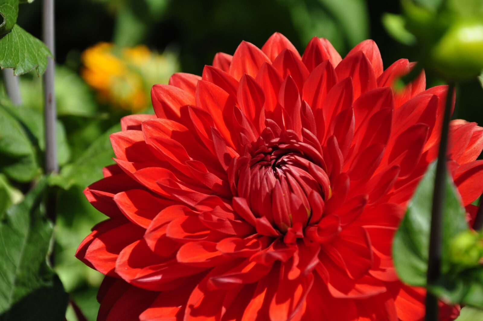 Nikon D5000 sample photo. Flower, blossom, bloom photography