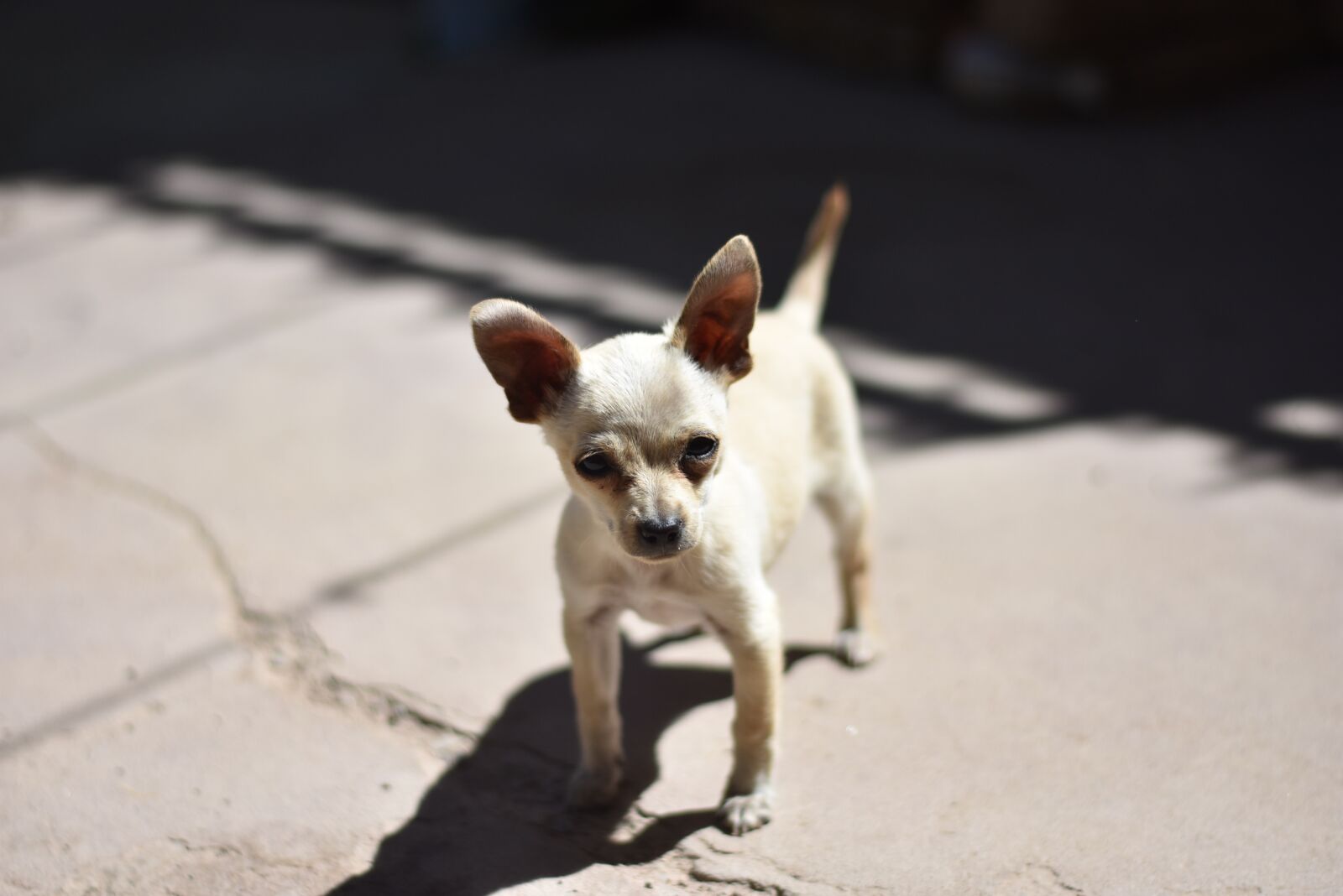Nikon D7200 sample photo. Miniature, puppy, pincher photography