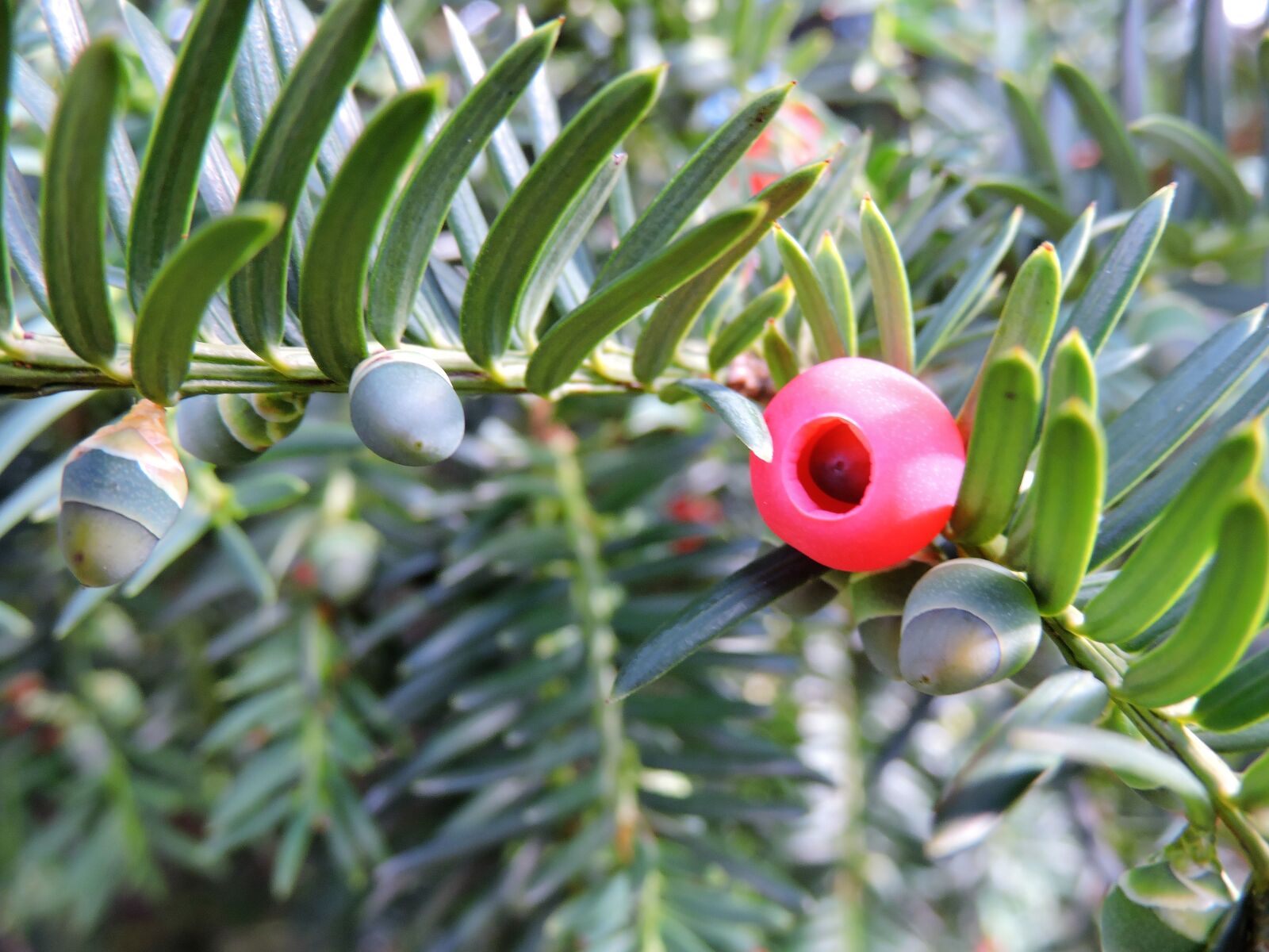 Nikon Coolpix P530 sample photo. Yew, taxus baccata, green photography