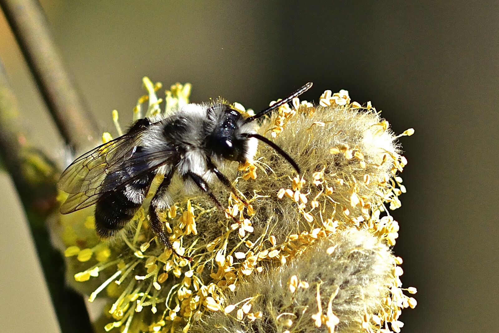 Nikon D5200 sample photo. Garden, sandy bee, close photography