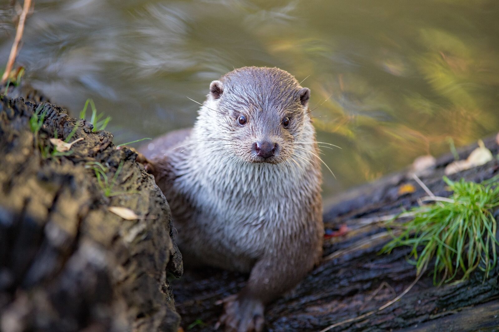 Canon EOS 6D Mark II sample photo. Otter, lutra, zoo photography