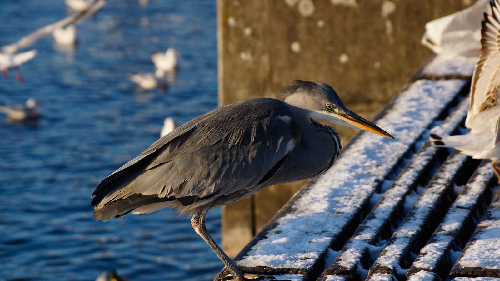 Sony DT 18-135mm F3.5-5.6 SAM sample photo. Bird, heron, grey photography