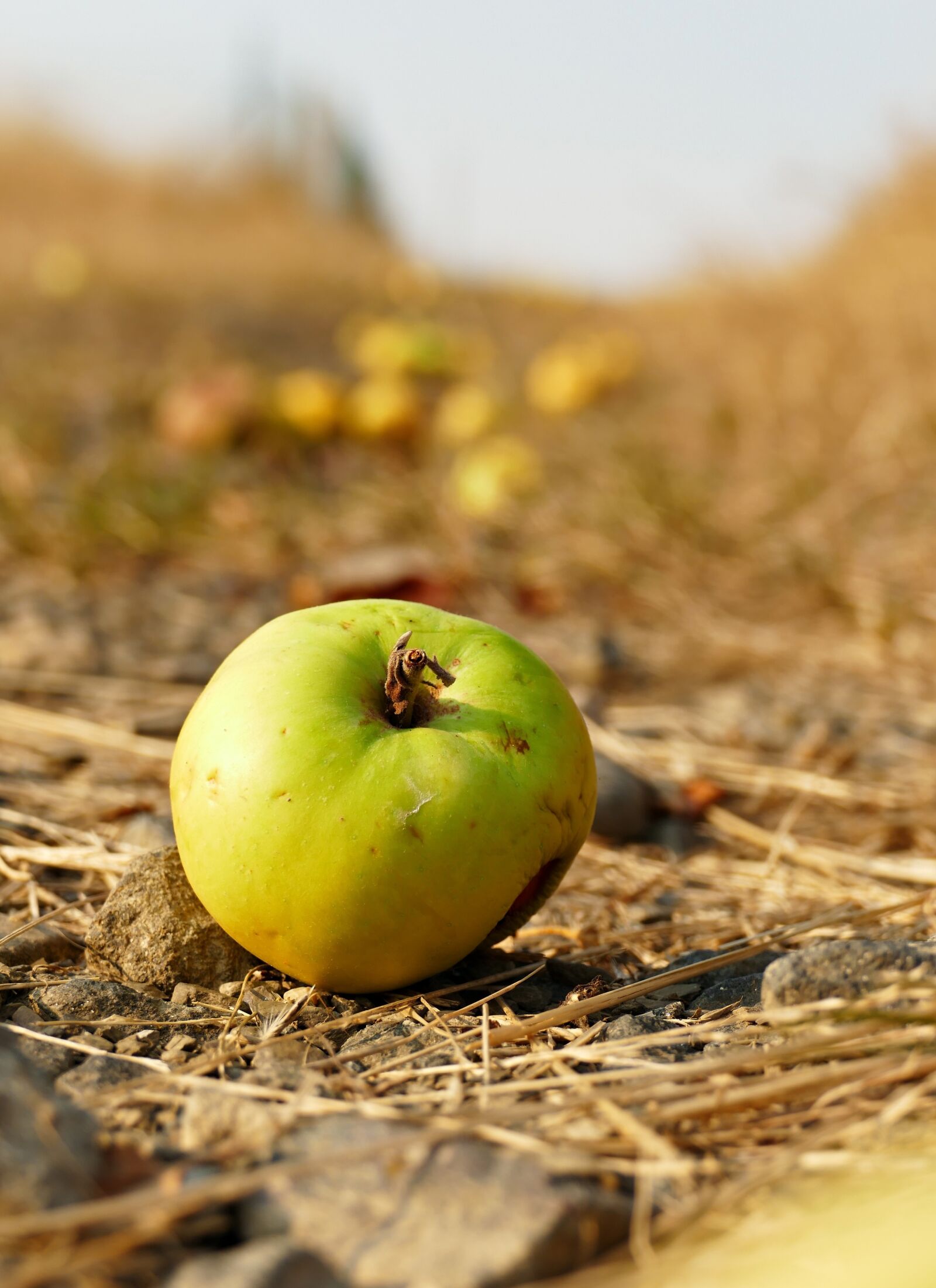 Panasonic Lumix DMC-FZ1000 sample photo. Apple, windfall, orchard photography