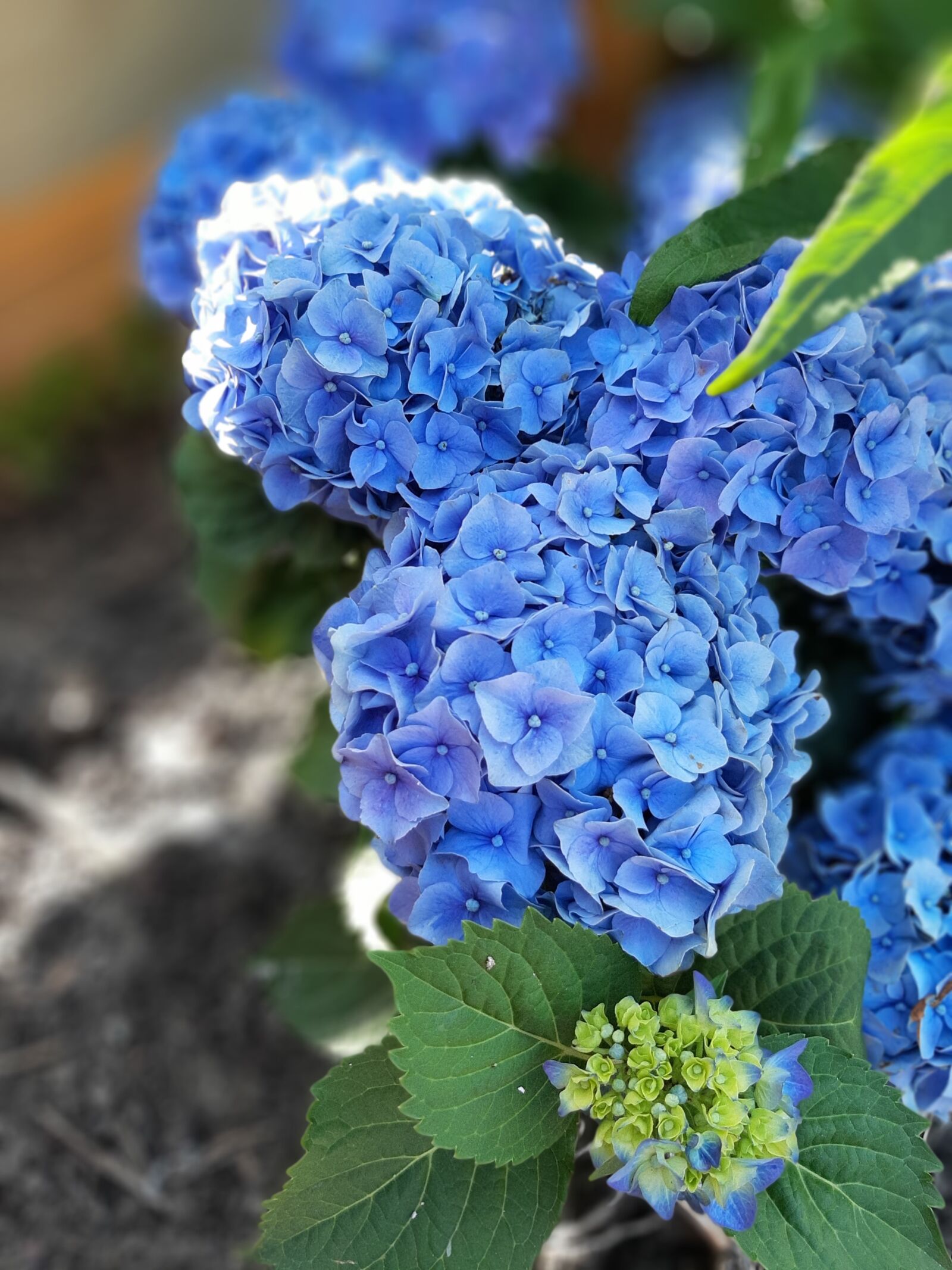 Samsung Galaxy A50 sample photo. Hydrangea, garden, garden plant photography
