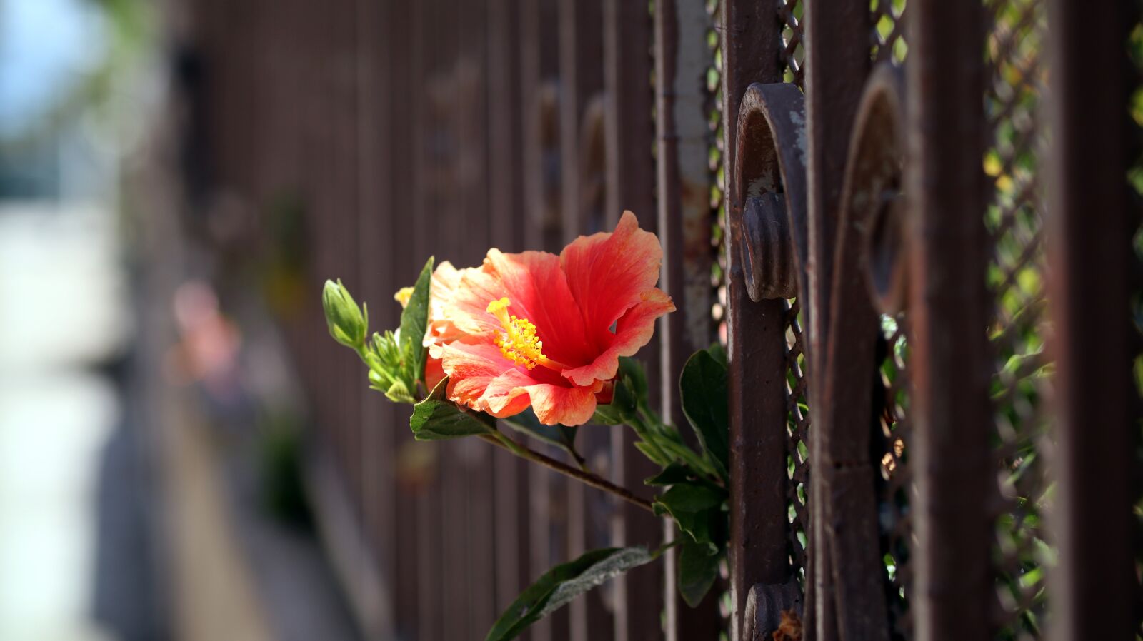 Canon YN85mm f/1.8 DCM sample photo. Flower, nature, spring photography