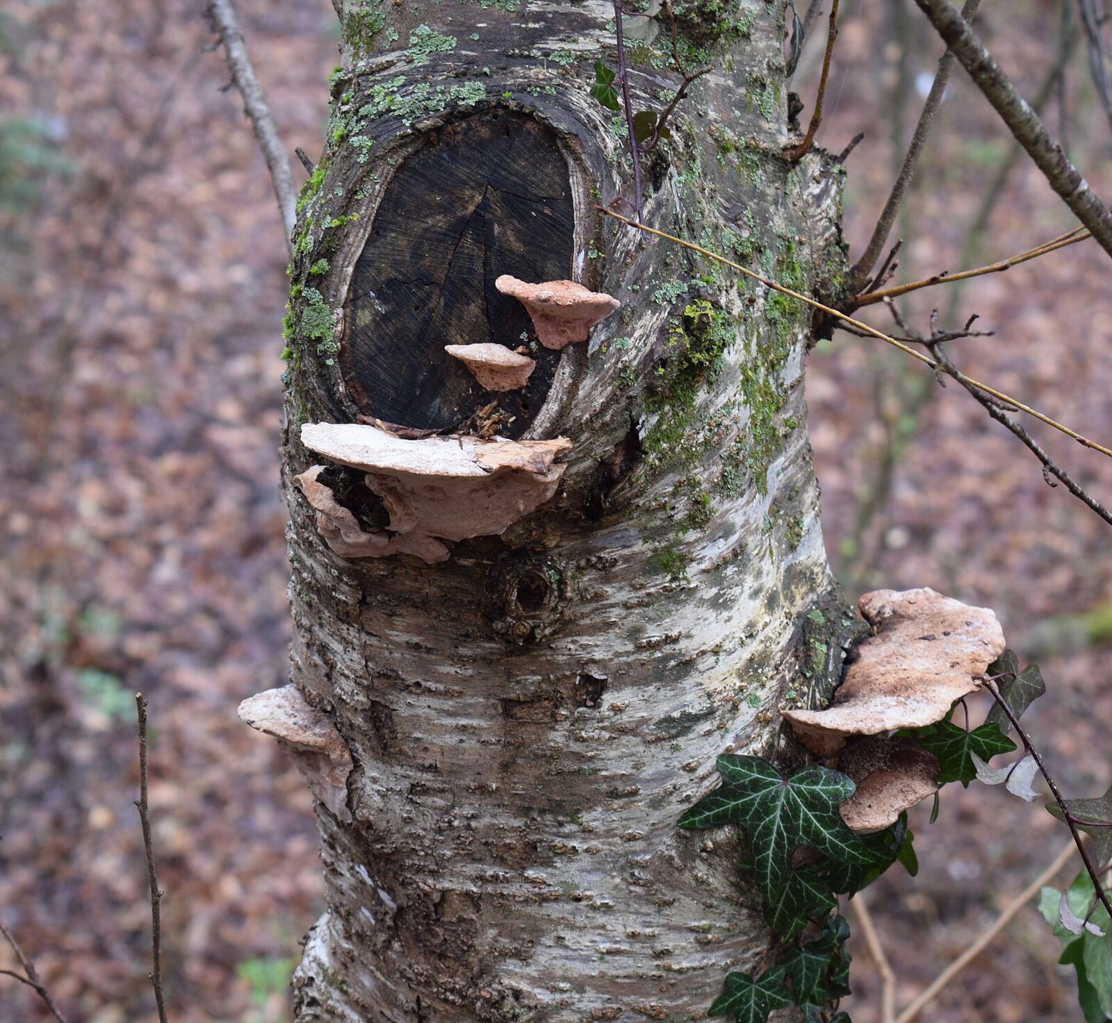 Nikon D3300 sample photo. Shelf fungus on tree photography
