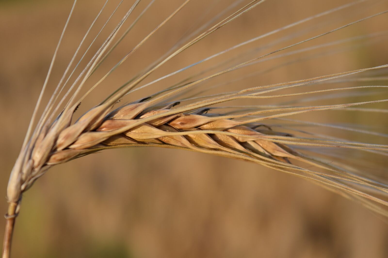 Nikon D3300 sample photo. Ear, barley, cereals photography
