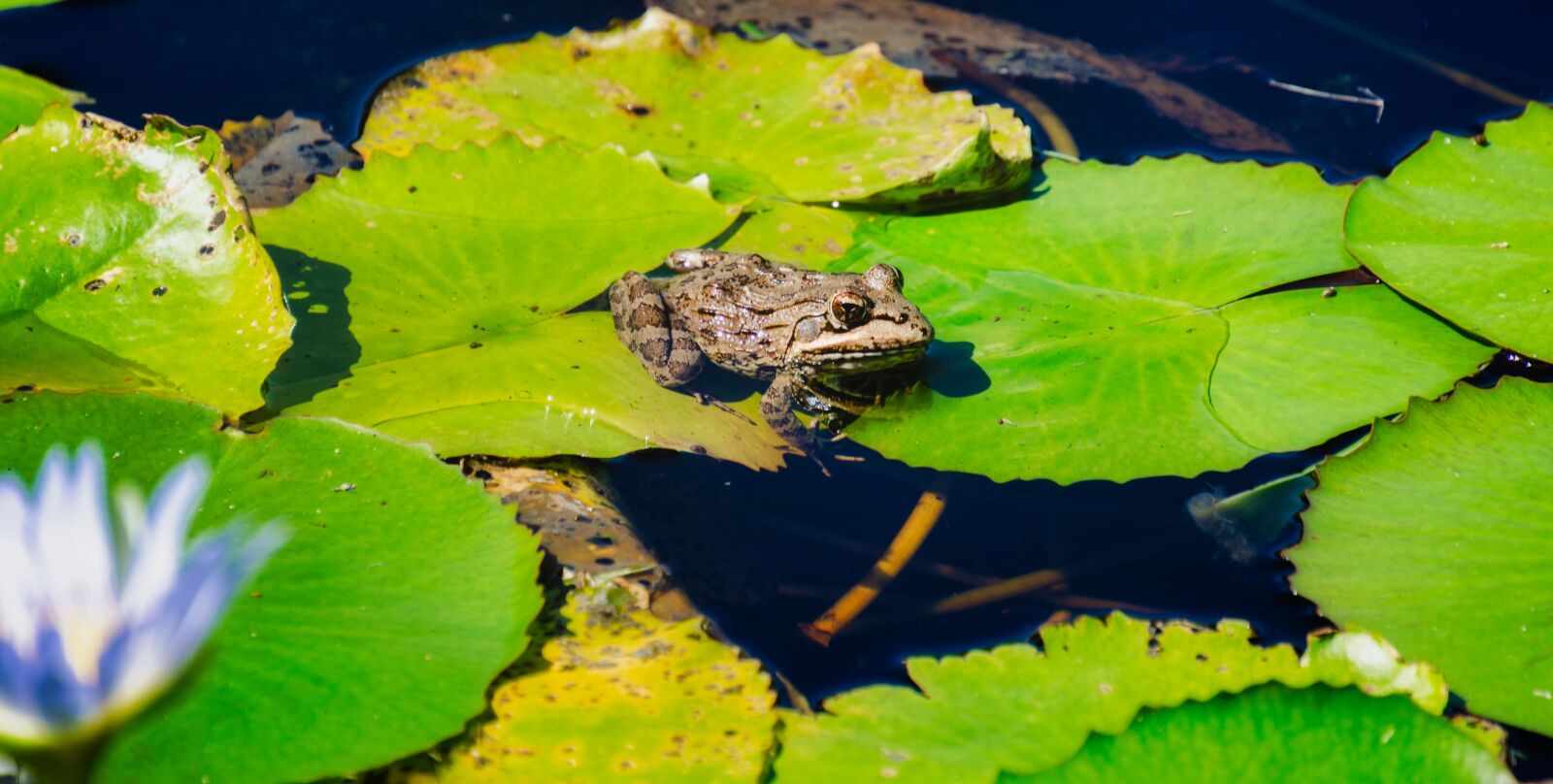Nikon D7000 sample photo. Frog, lilypad, pond photography