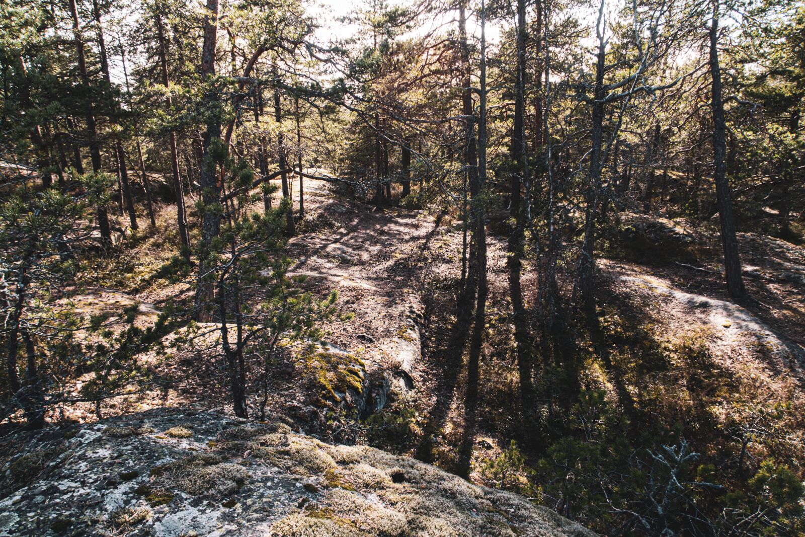 Canon PowerShot G7 X Mark II sample photo. Forest, finnish forest, nordic photography