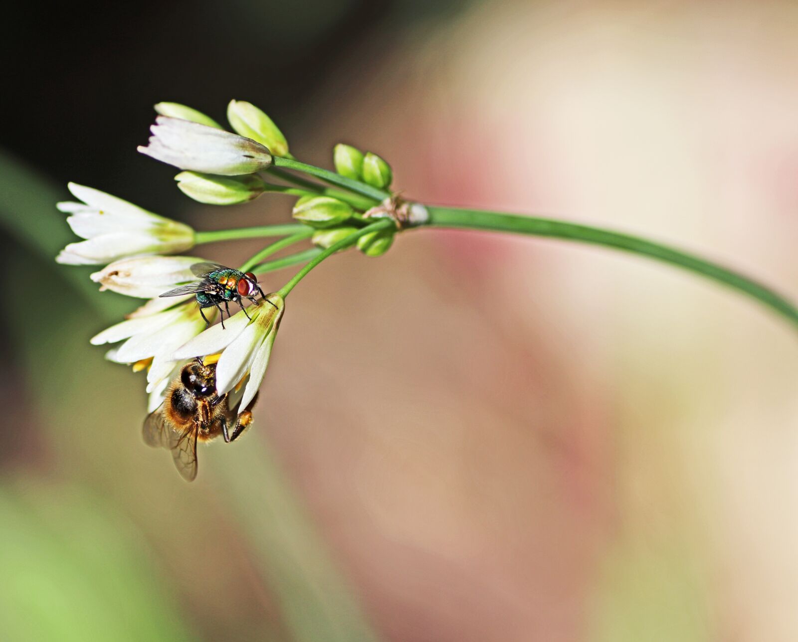 Tamron SP 90mm F2.8 Di VC USD 1:1 Macro sample photo. Insects, bee, fly photography