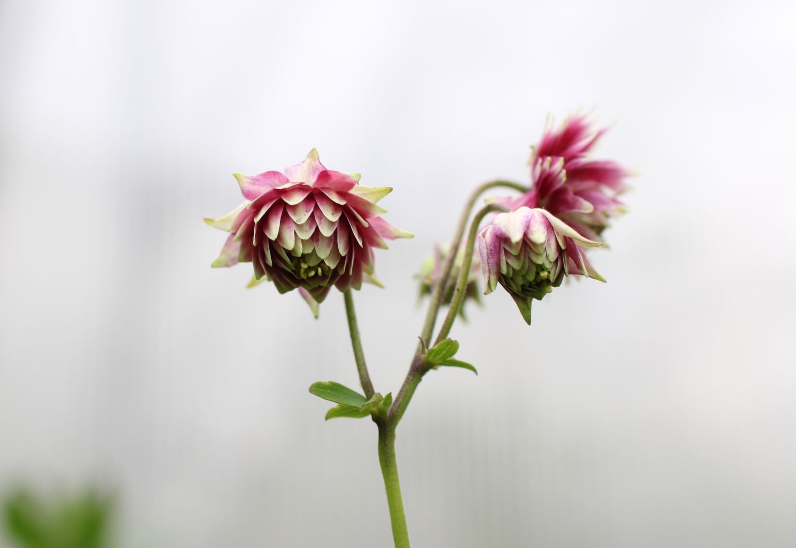 Canon EOS 60D sample photo. Aquilegia terry, aquilegia, flower photography