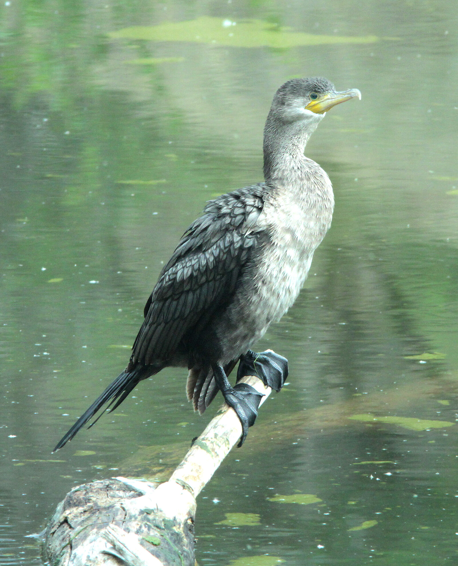 Canon EF 300mm F4L IS USM sample photo