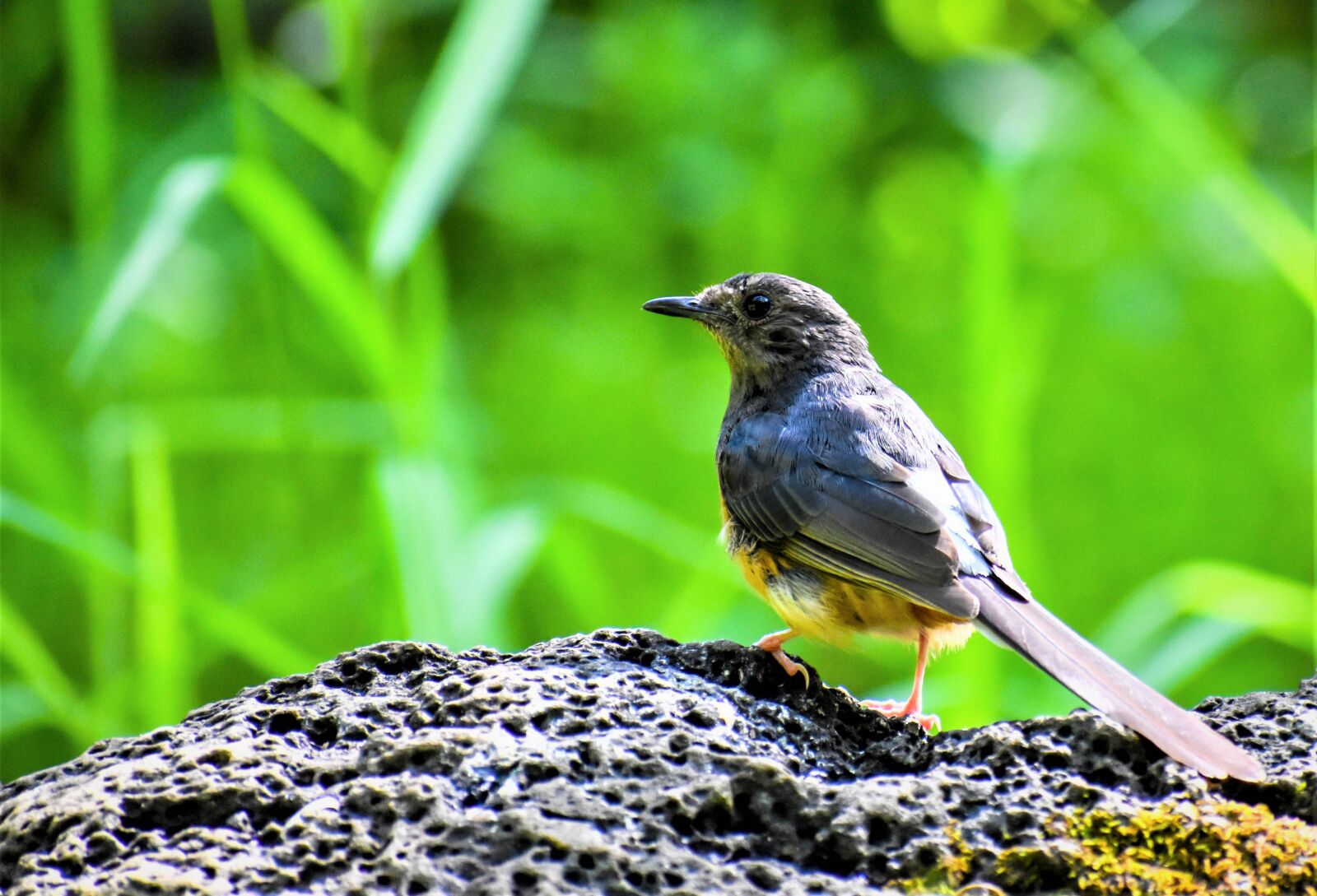 Nikon D5500 sample photo. Bird, beak, plumage photography