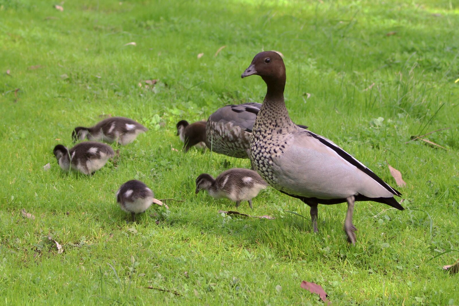 Canon EOS 700D (EOS Rebel T5i / EOS Kiss X7i) sample photo. Australian wood ducks, drake photography