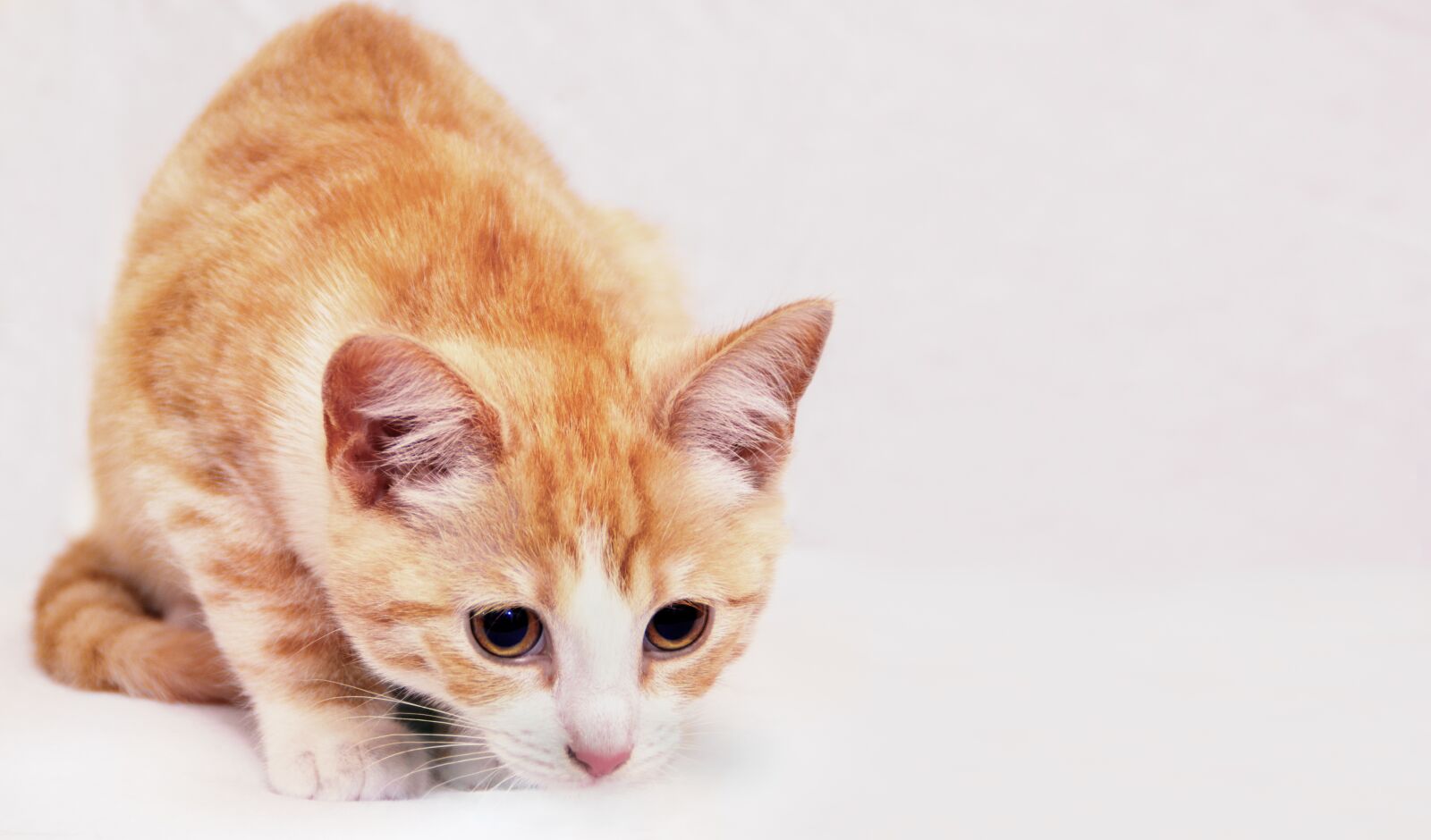 Sony DT 18-200mm F3.5-6.3 sample photo. Background, cat, curious photography