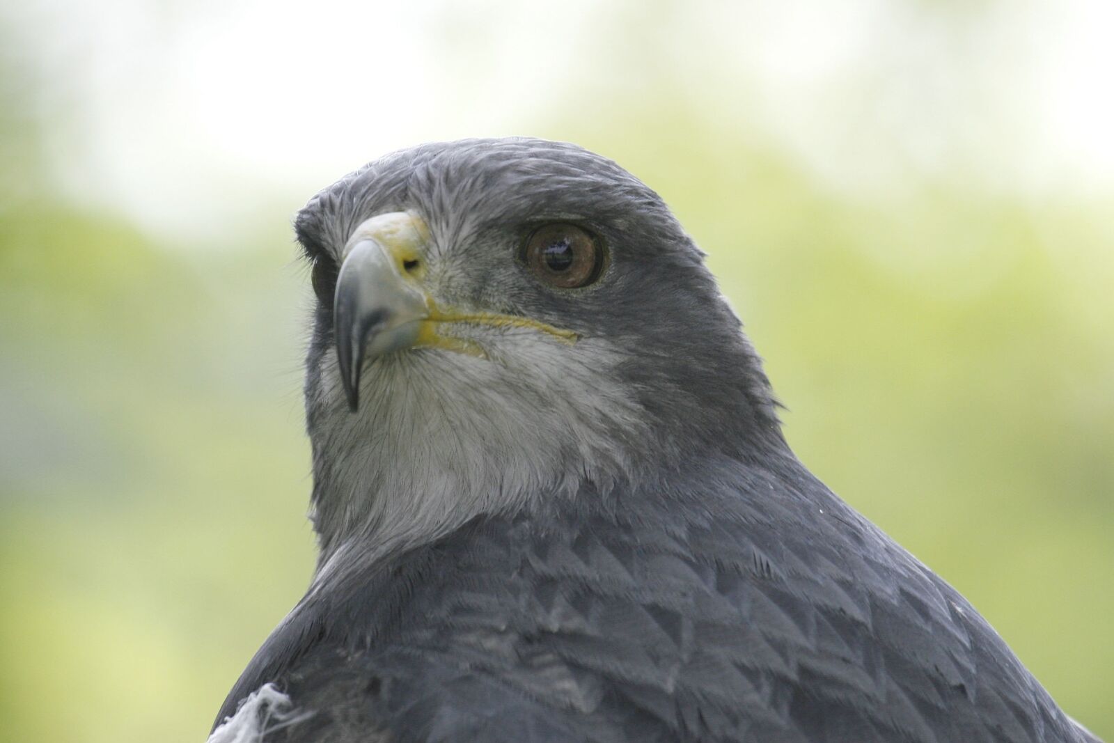 Canon EOS 30D sample photo. Fauna, bird, raptor photography