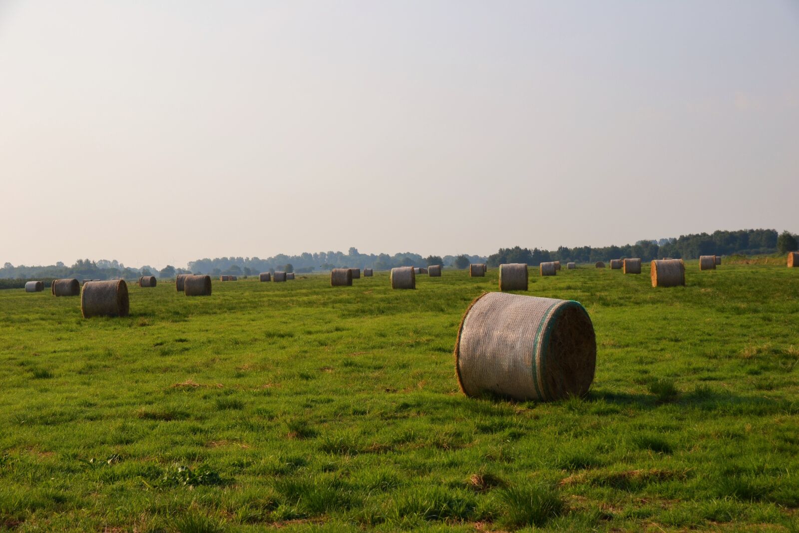 Nikon D3100 sample photo. Hay, hay bales, round photography