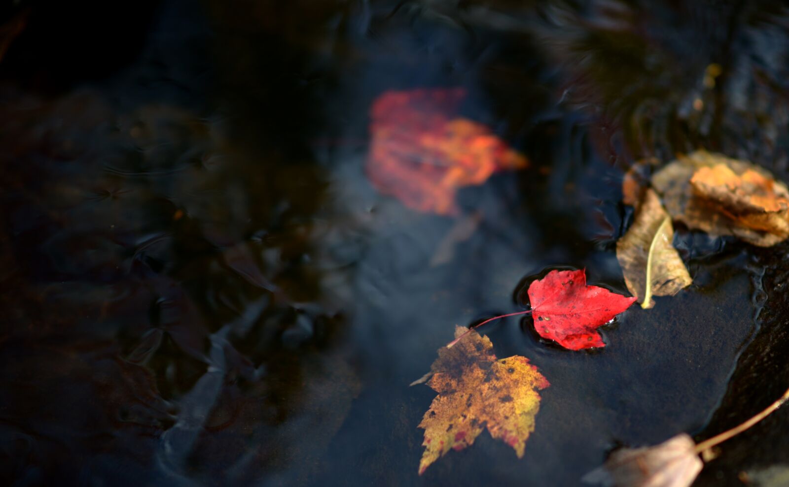 Nikon D4 sample photo. Leaf, leaves, autumn photography