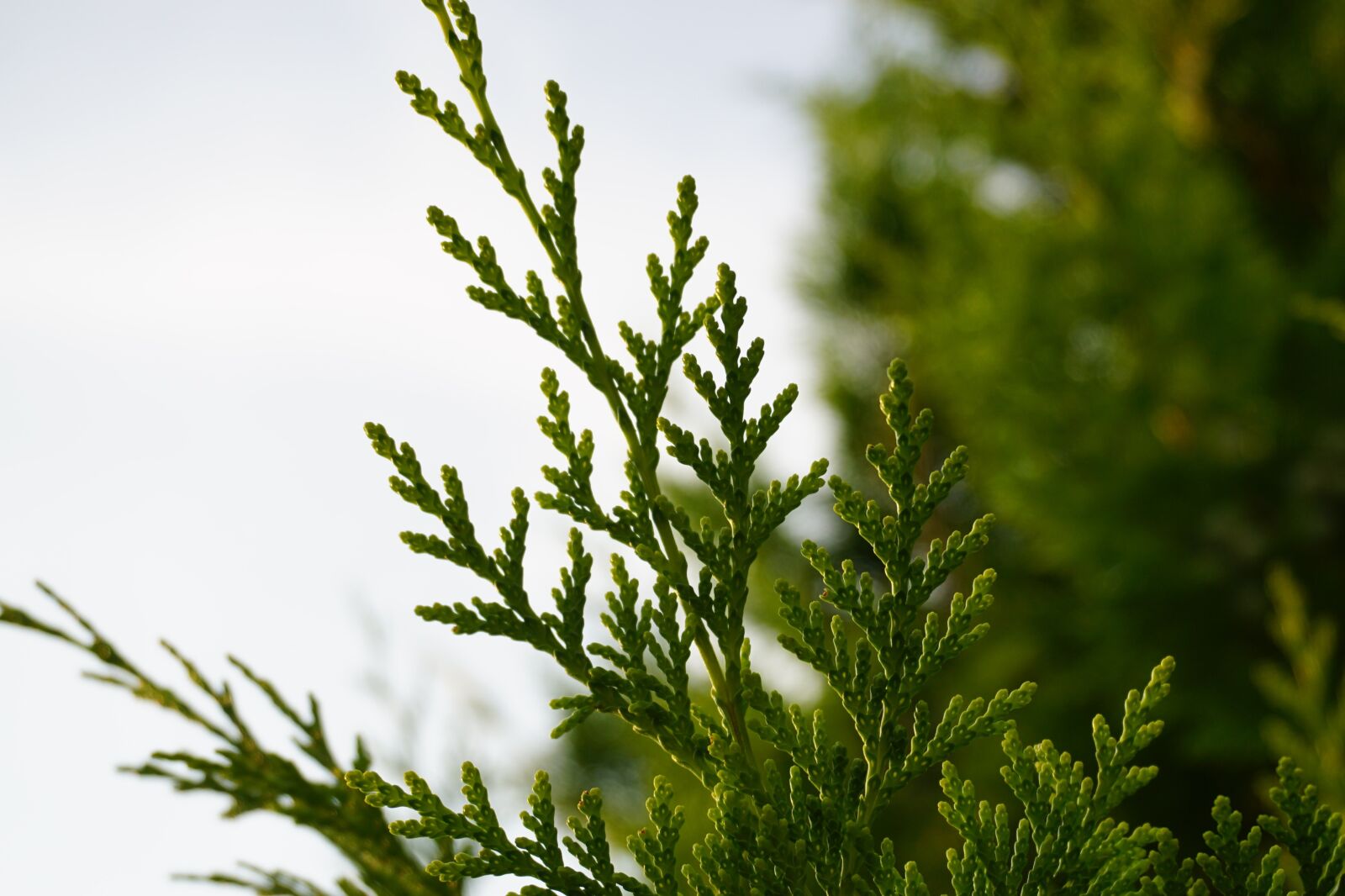 Sony a6000 sample photo. Conifer, softwood, pine greenhouse photography