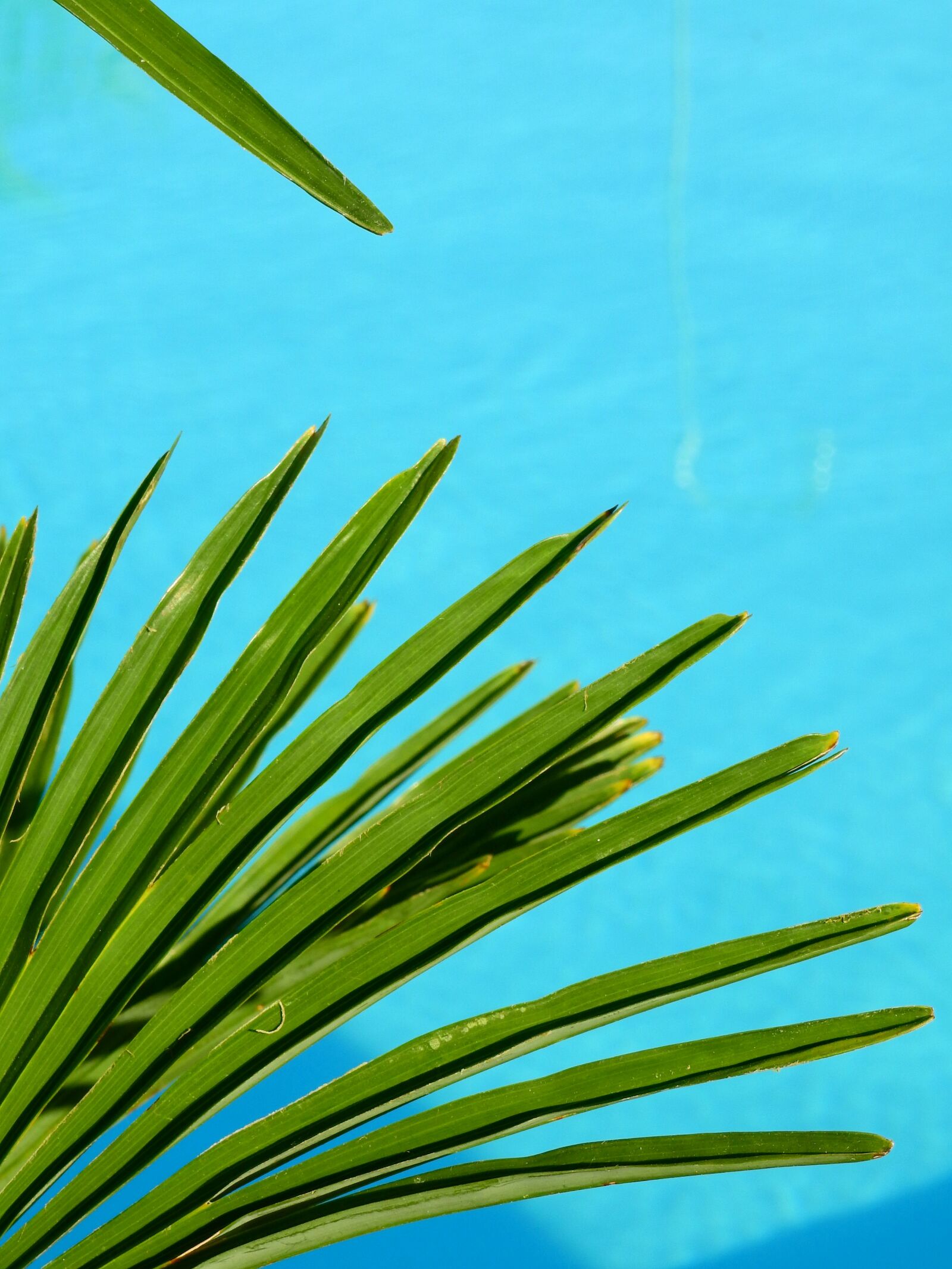 Nikon Coolpix P900 sample photo. Water, swimming pool, pool photography