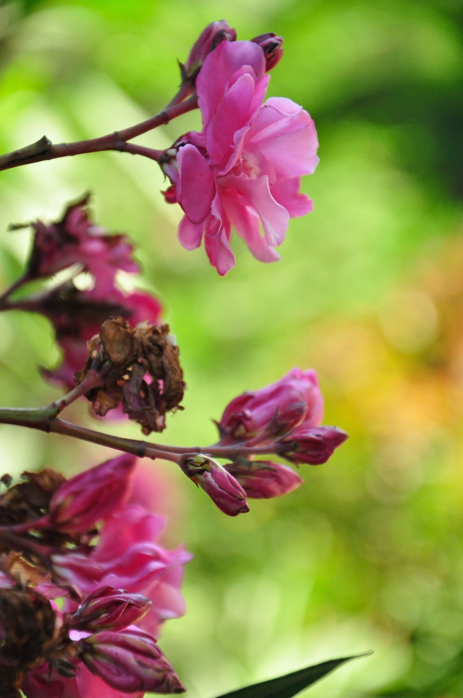Nikon D90 sample photo. Flower, purple, tree photography