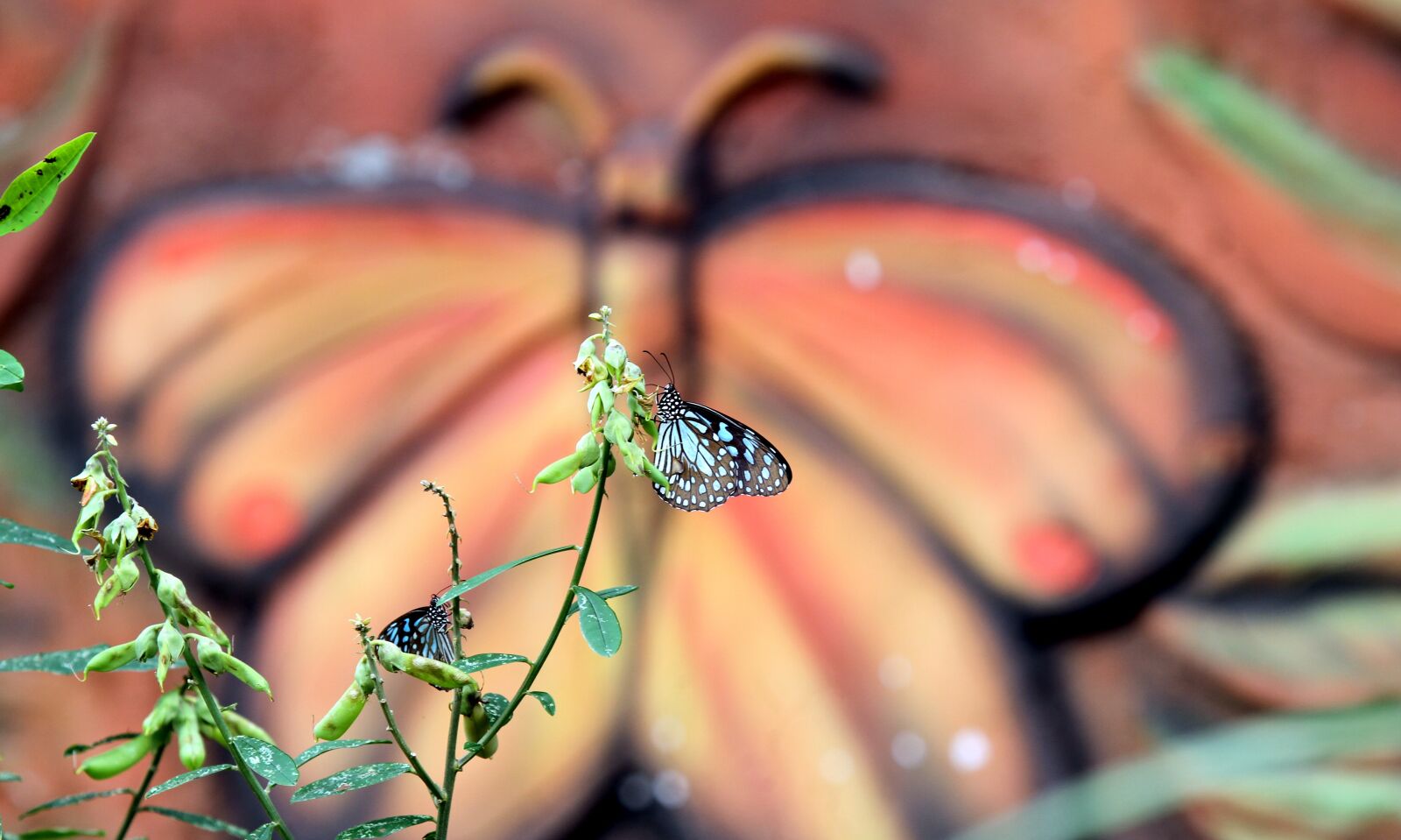 Canon EOS 7D sample photo. Butterfly, park, butterflies photography