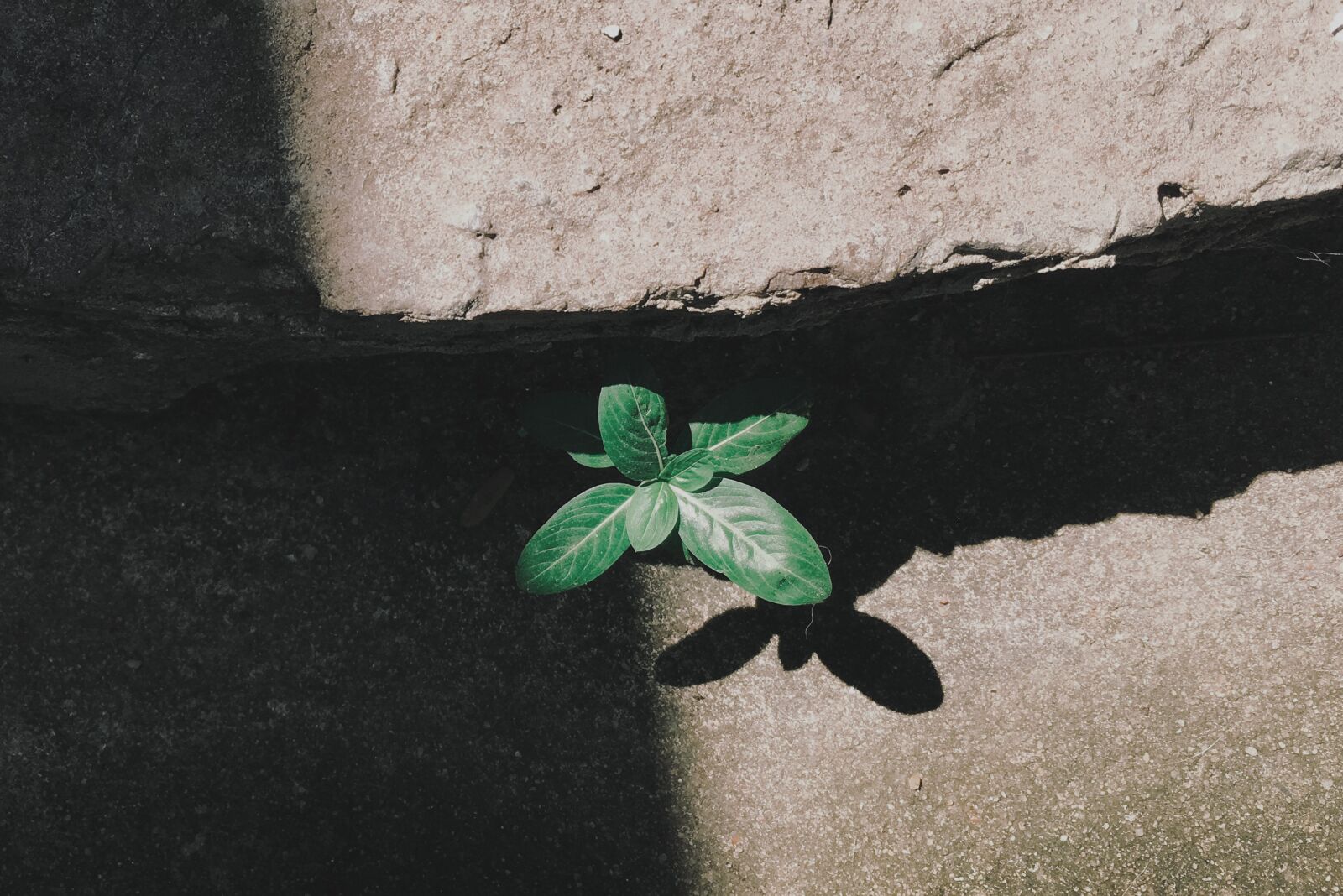 Apple iPhone 6s sample photo. Flanjks, green, life, light photography