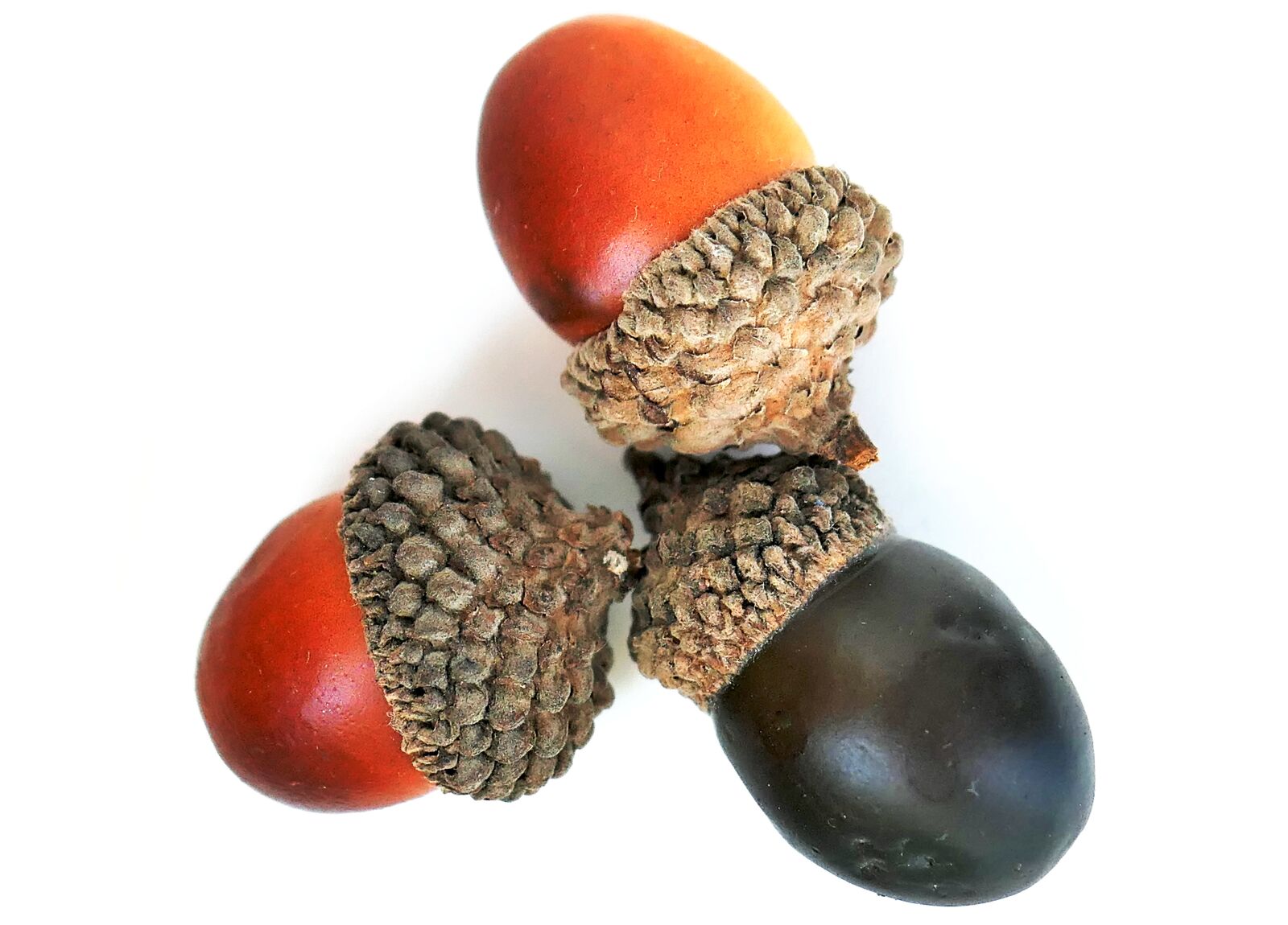 Panasonic Lumix DMC-LX10 (Lumix DMC-LX15) sample photo. Acorns, autumn, seeds photography