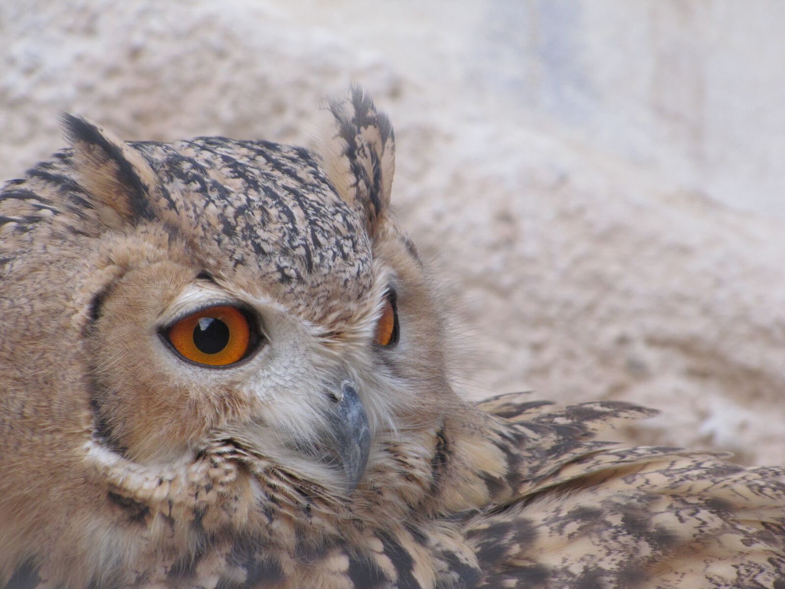 Canon PowerShot SX20 IS sample photo. Owl, nature, wildlife photography