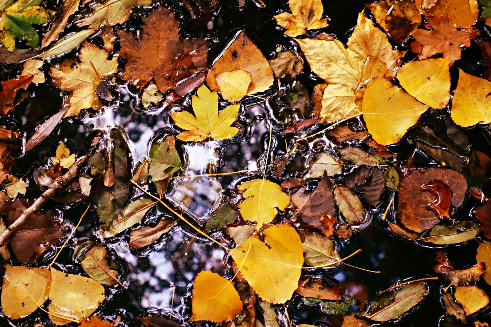 Sony Cyber-shot DSC-RX100 sample photo. Autumn leaf, fallen leaves photography