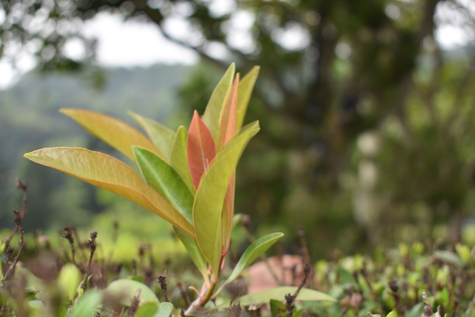 Nikon D3400 sample photo. Nature, flora, leaf photography