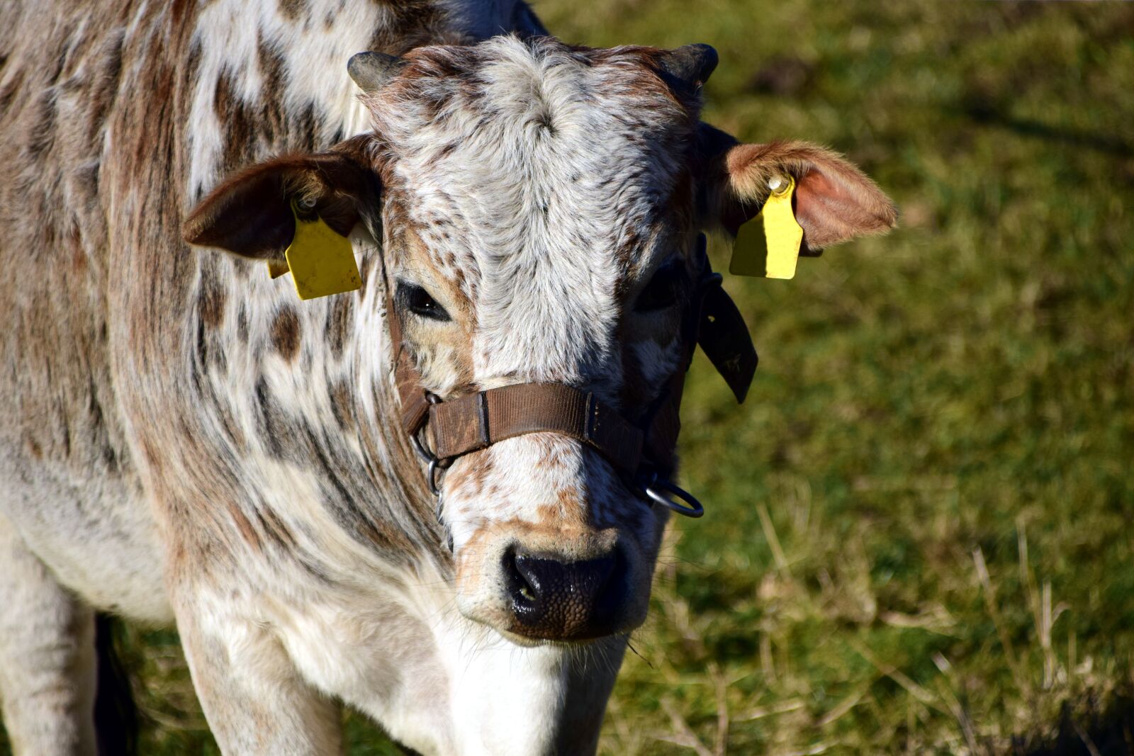 Nikon D3300 sample photo. Zebu, beef, cow photography